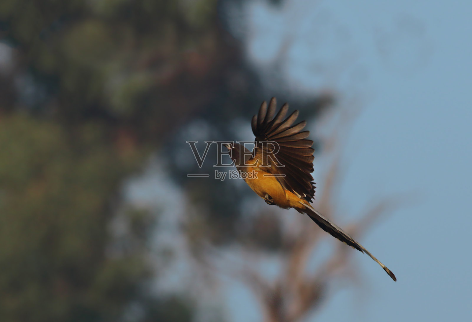 野生动物照片摄影图片