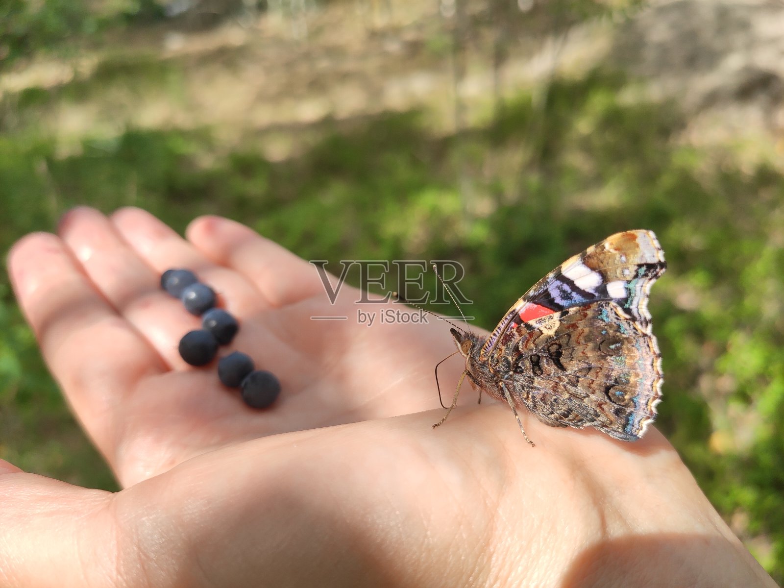 蝴蝶照片摄影图片