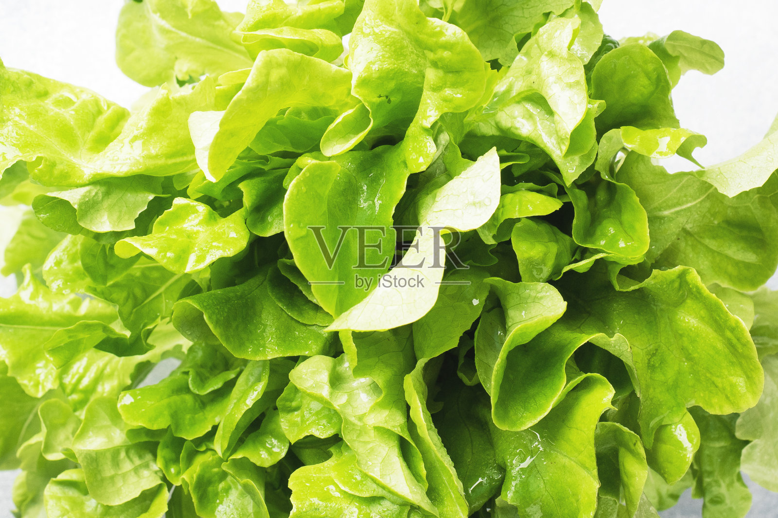 背景:绿橡生菜的新鲜叶片。关闭了。照片摄影图片