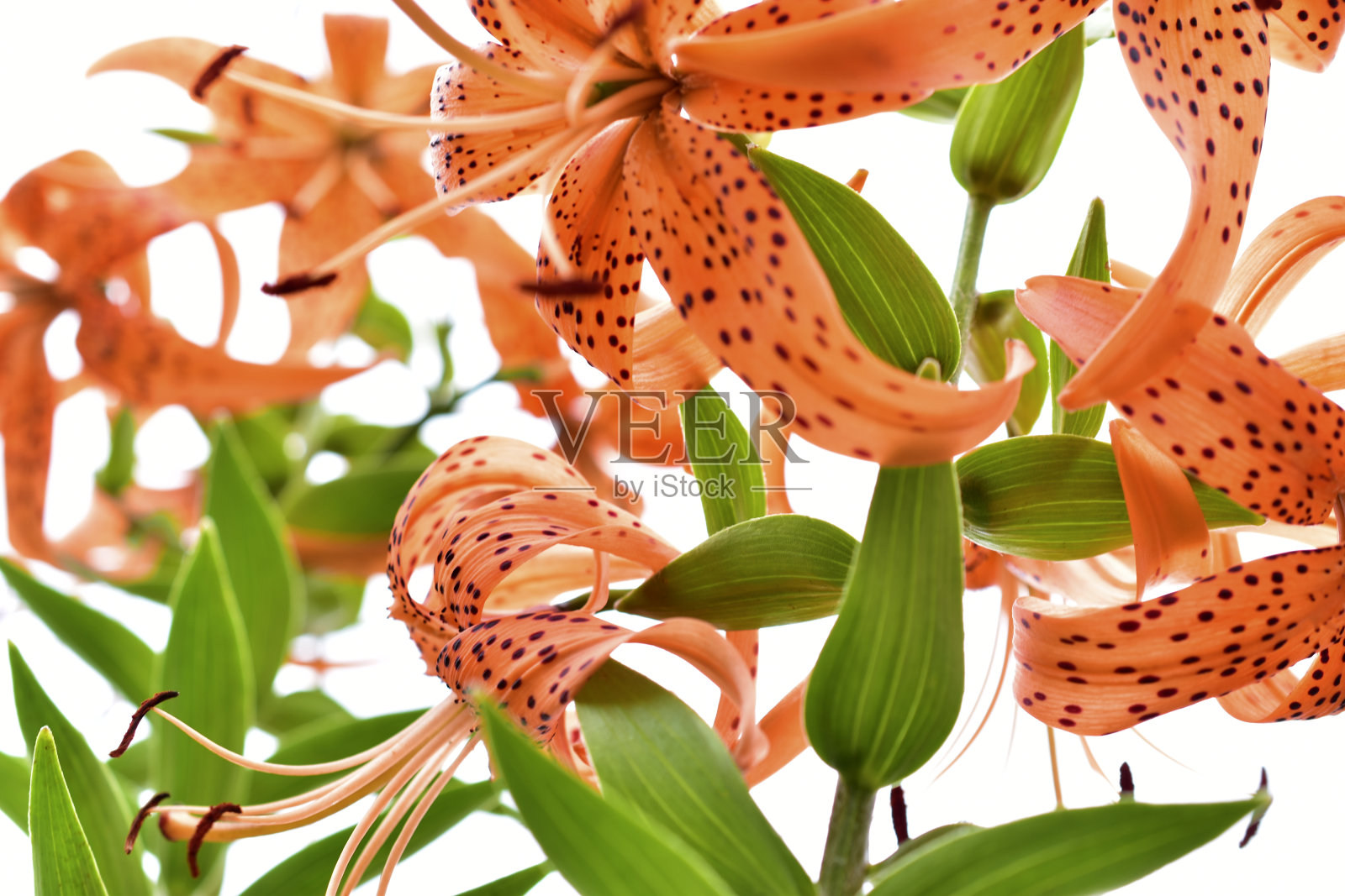 美丽的红虎百合在白色的天空背景上照片摄影图片