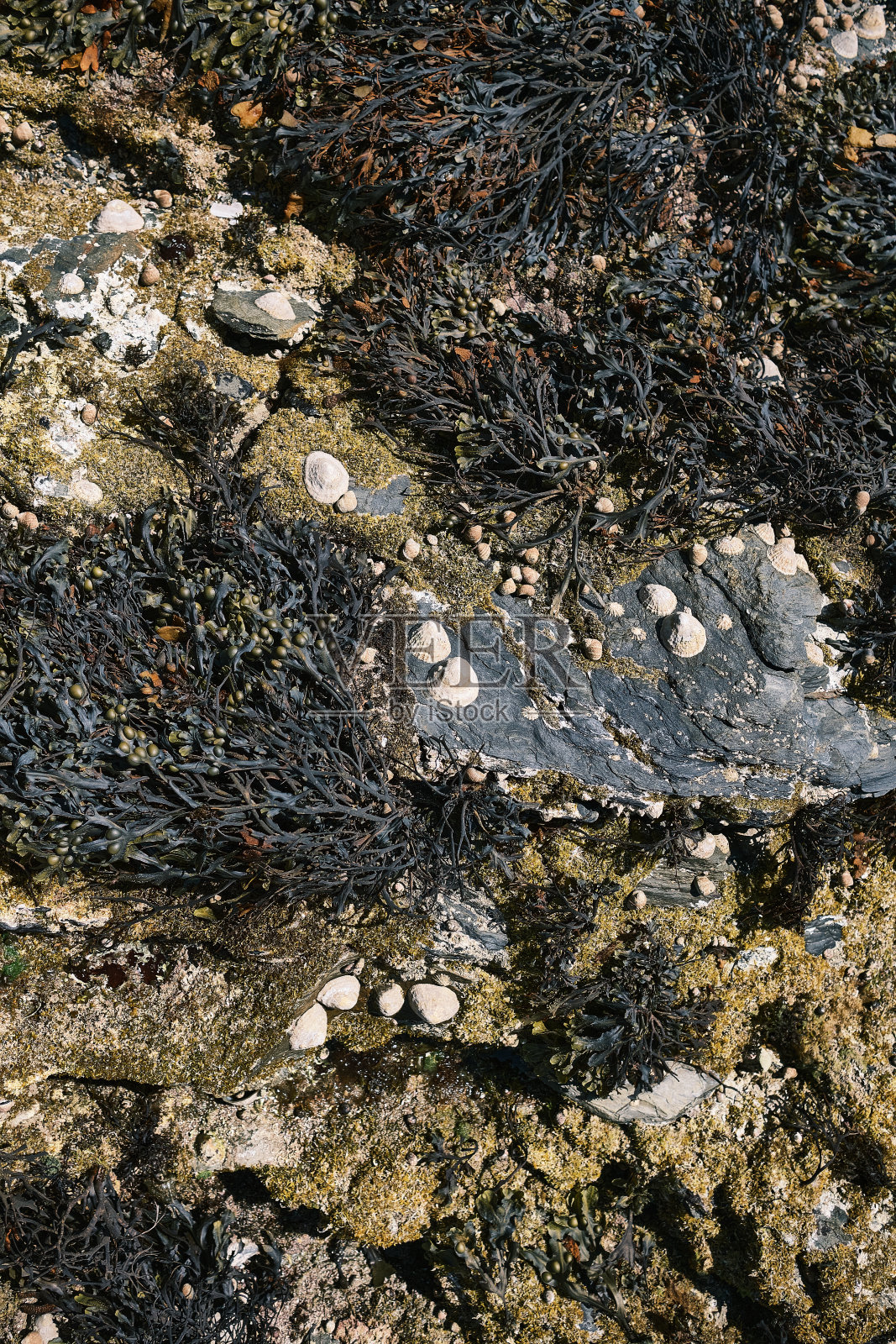 海藻在岩石上照片摄影图片