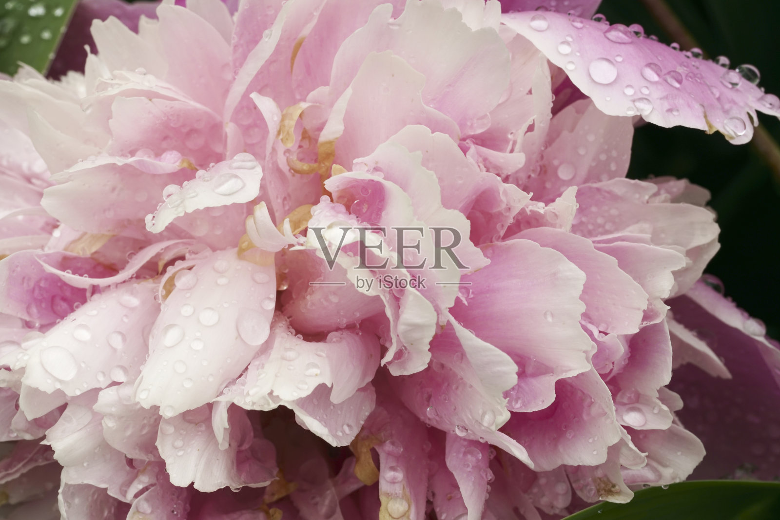 雨后牡丹花与水滴。宏。锐区狭窄的锐区照片摄影图片