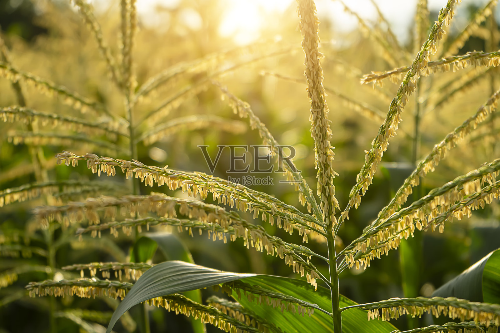 在阳光下仔细观察玉米花的花粉照片摄影图片