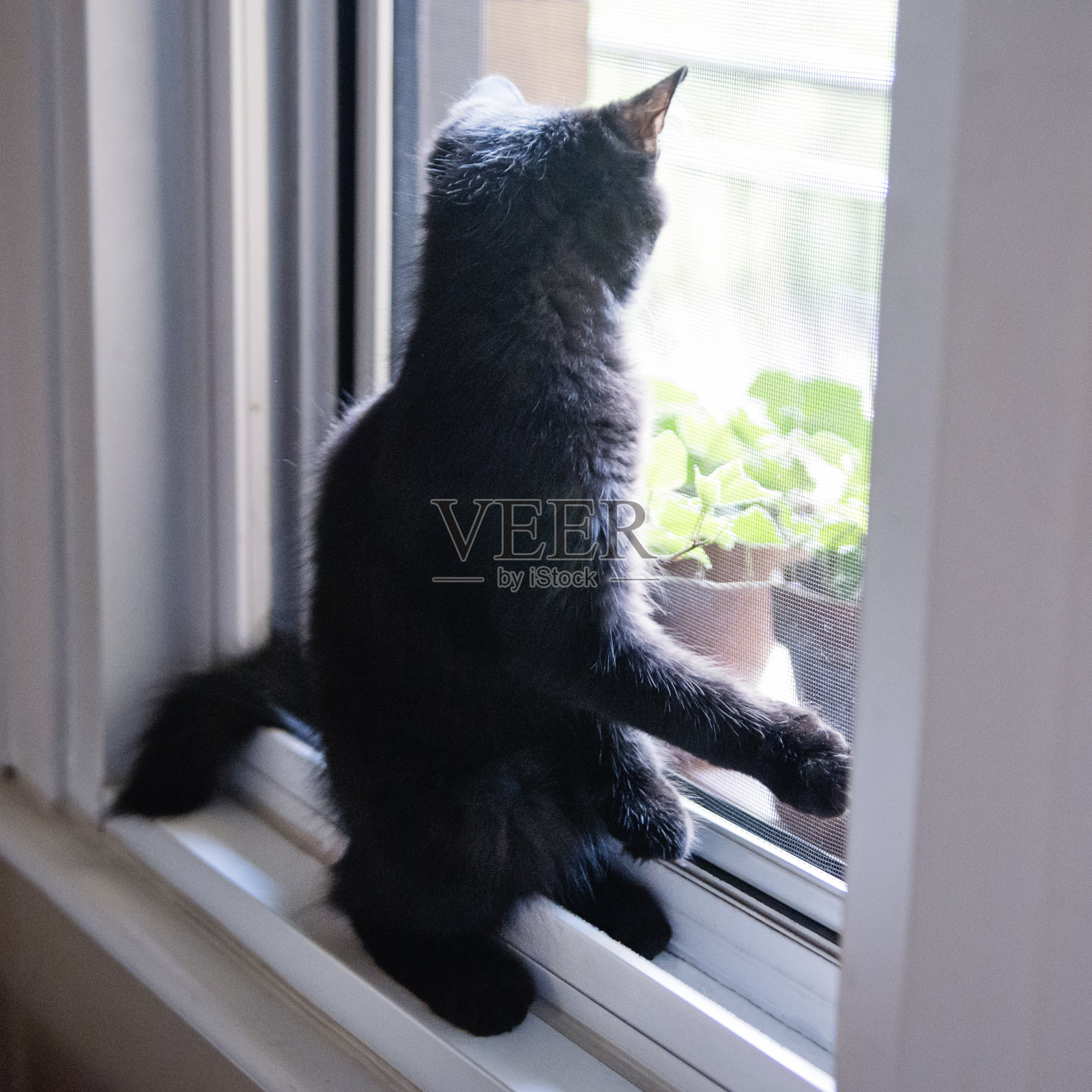顽皮的小猫在看窗户。照片摄影图片