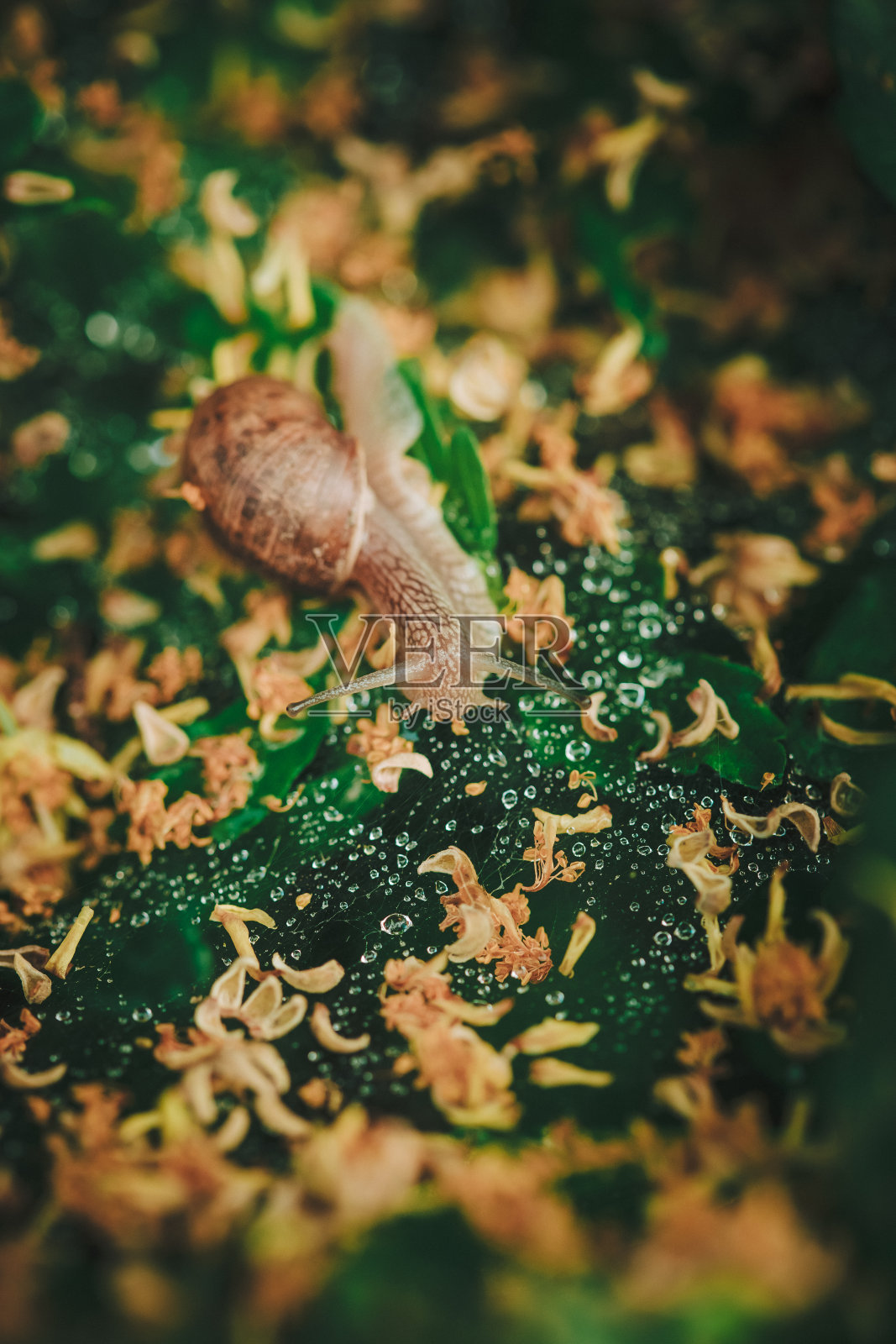 蜘蛛网上的小蜗牛,树篱叶上有许多水滴照片摄影图片