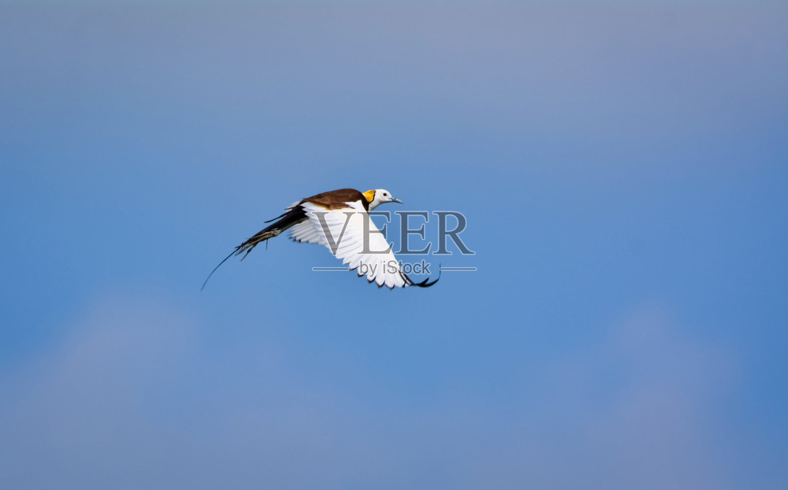 红尾水雉照片摄影图片