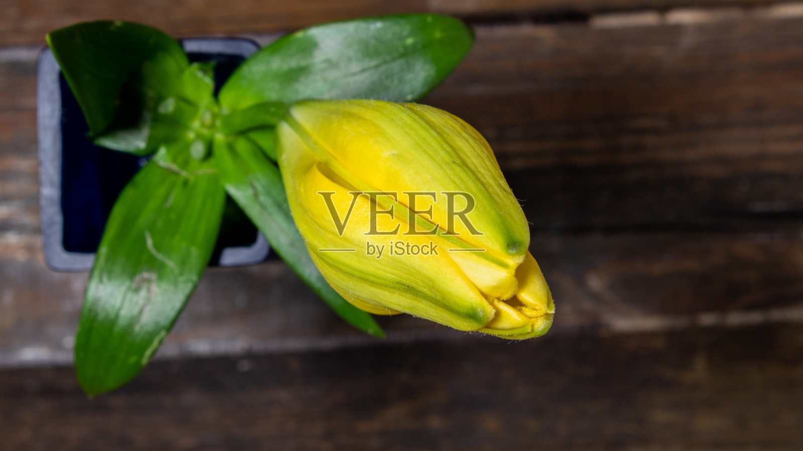 百合盛开在黑色背景近距离照片摄影图片