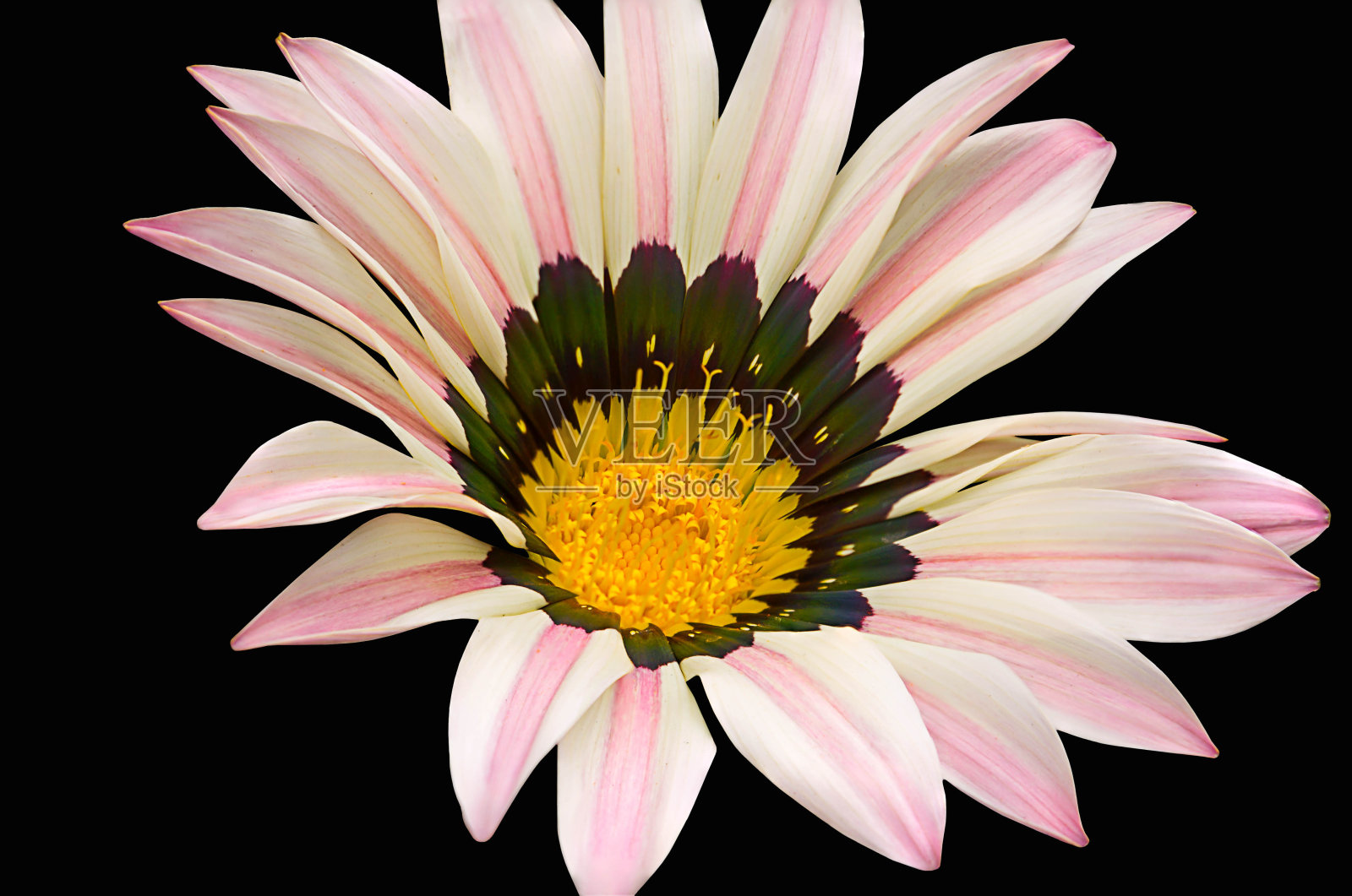 剥的颜色Gazania花与黄色在中间在黑色的背景照片摄影图片