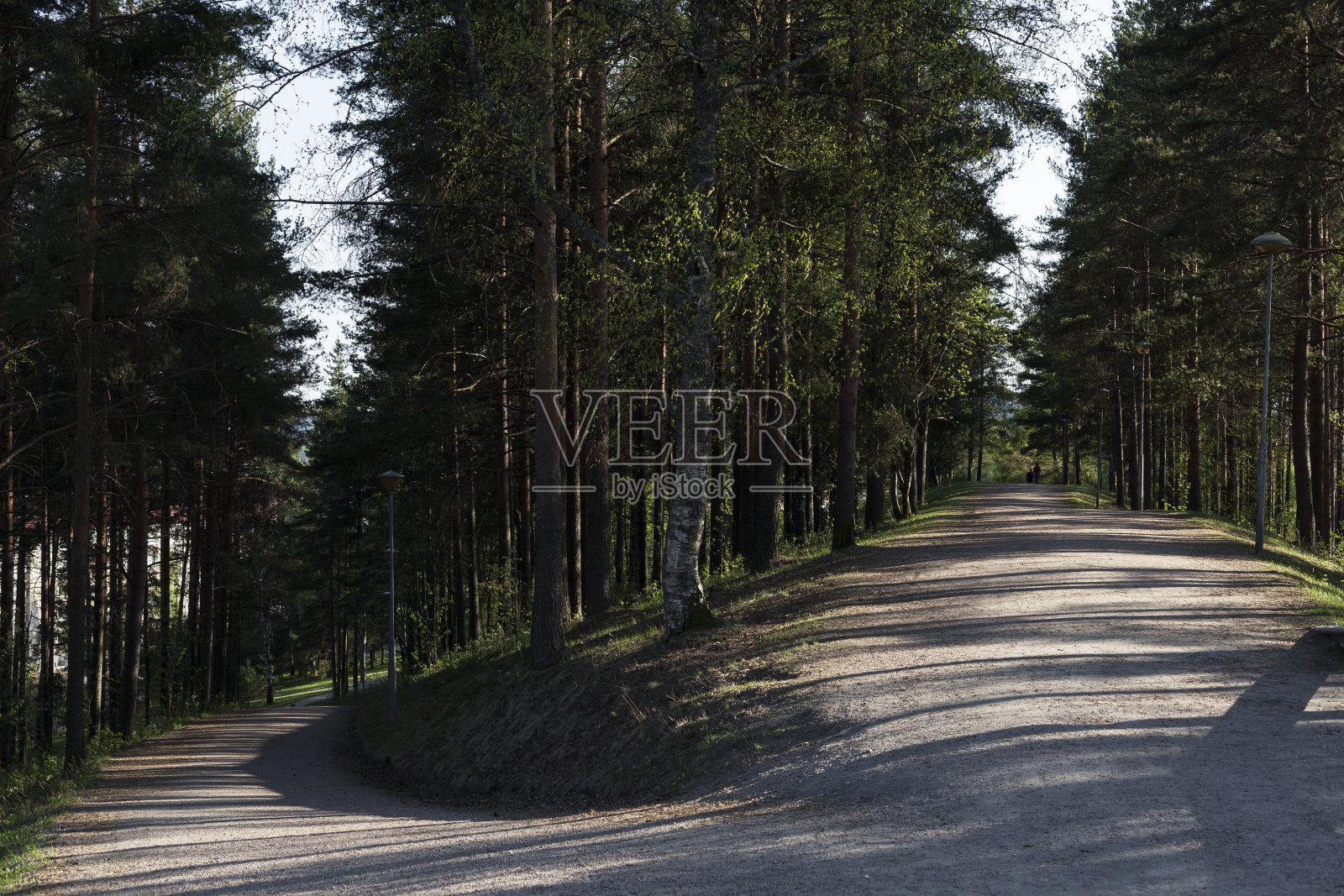 芬兰森林照片摄影图片