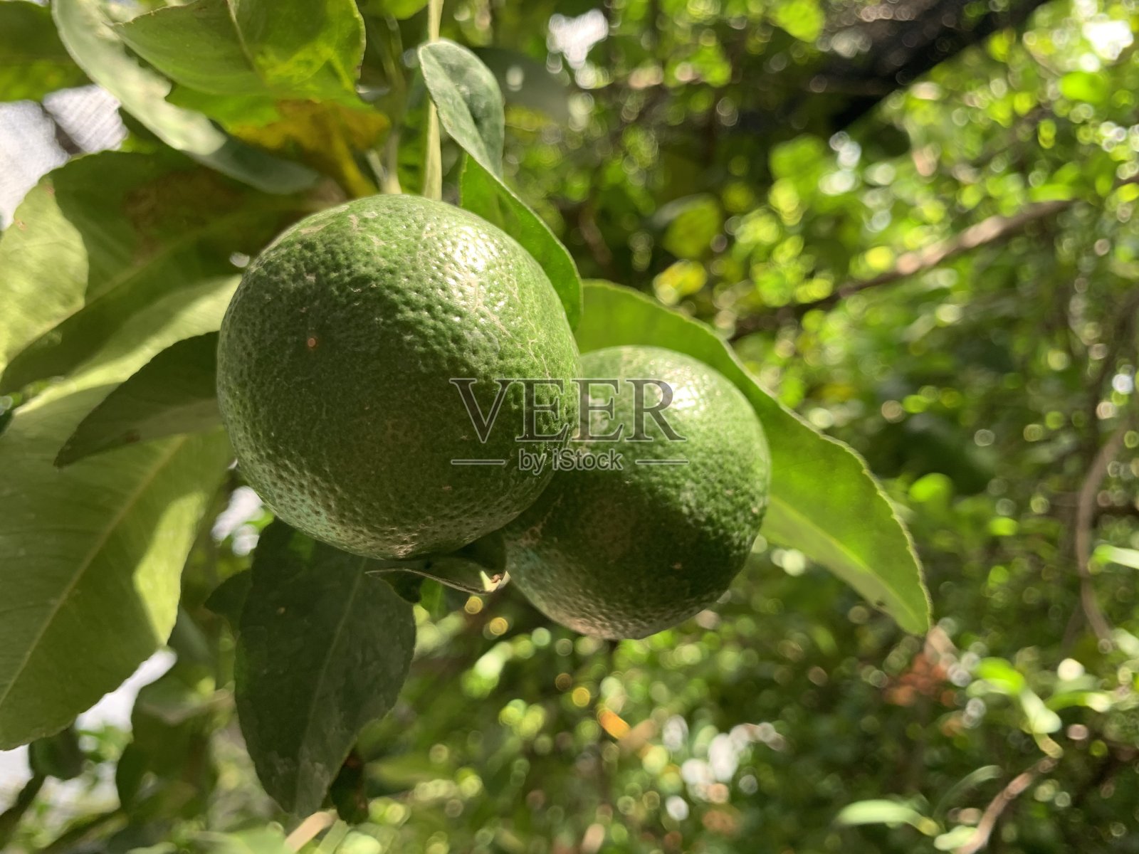 近距离的绿色酸橙在树上照片摄影图片