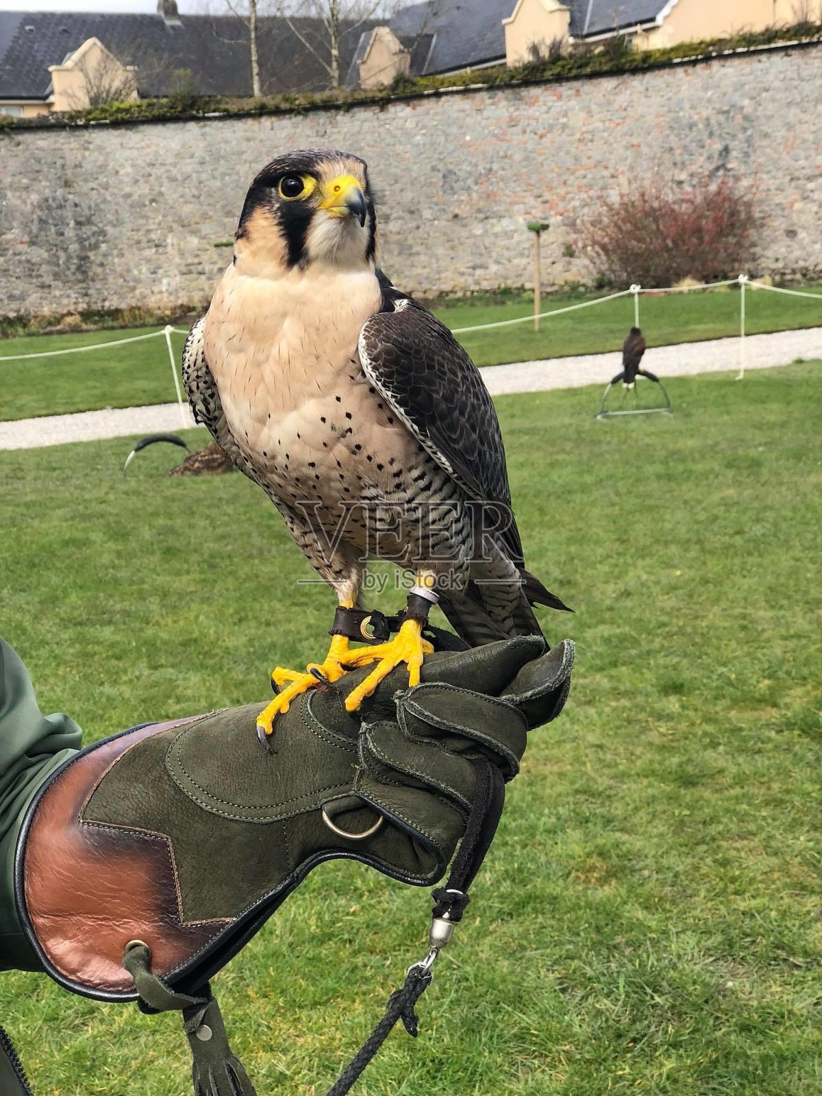 猎鹰照片摄影图片
