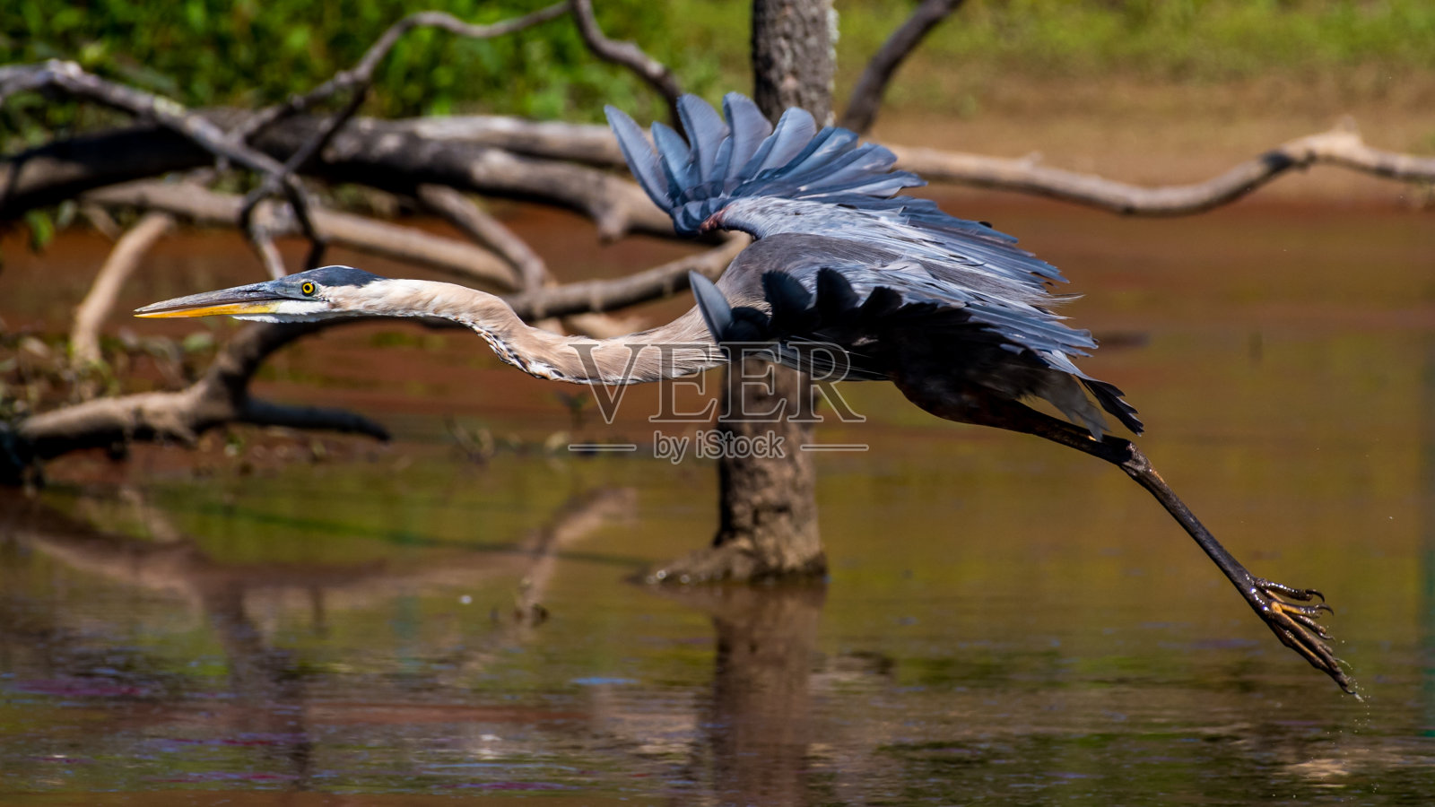 大蓝鹭照片摄影图片
