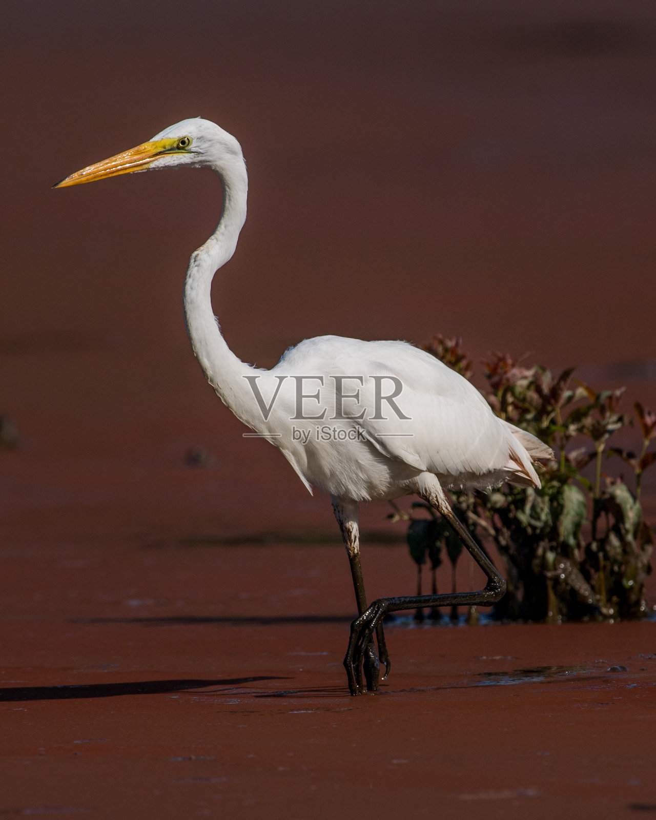 亨特利草地公园的白鹭照片摄影图片