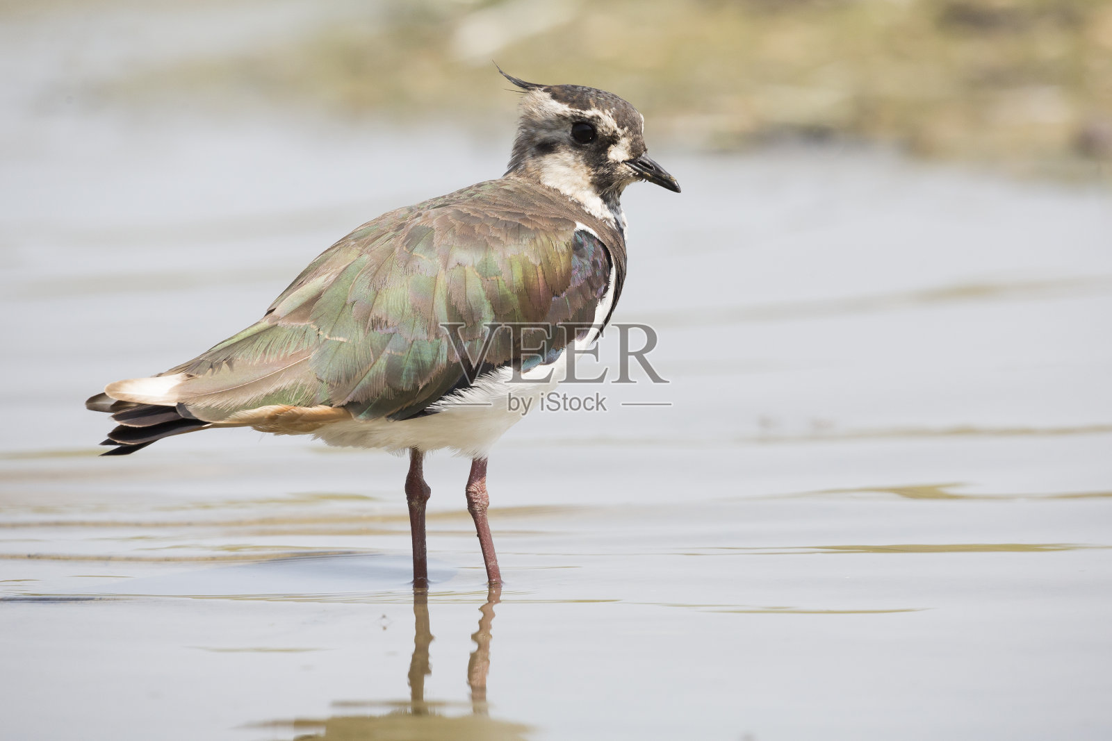 荷兰一湖泊中的北田凫(田凫属田凫属)照片摄影图片