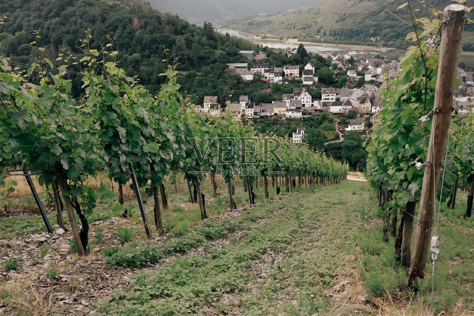 山坡上的葡萄园照片摄影图片