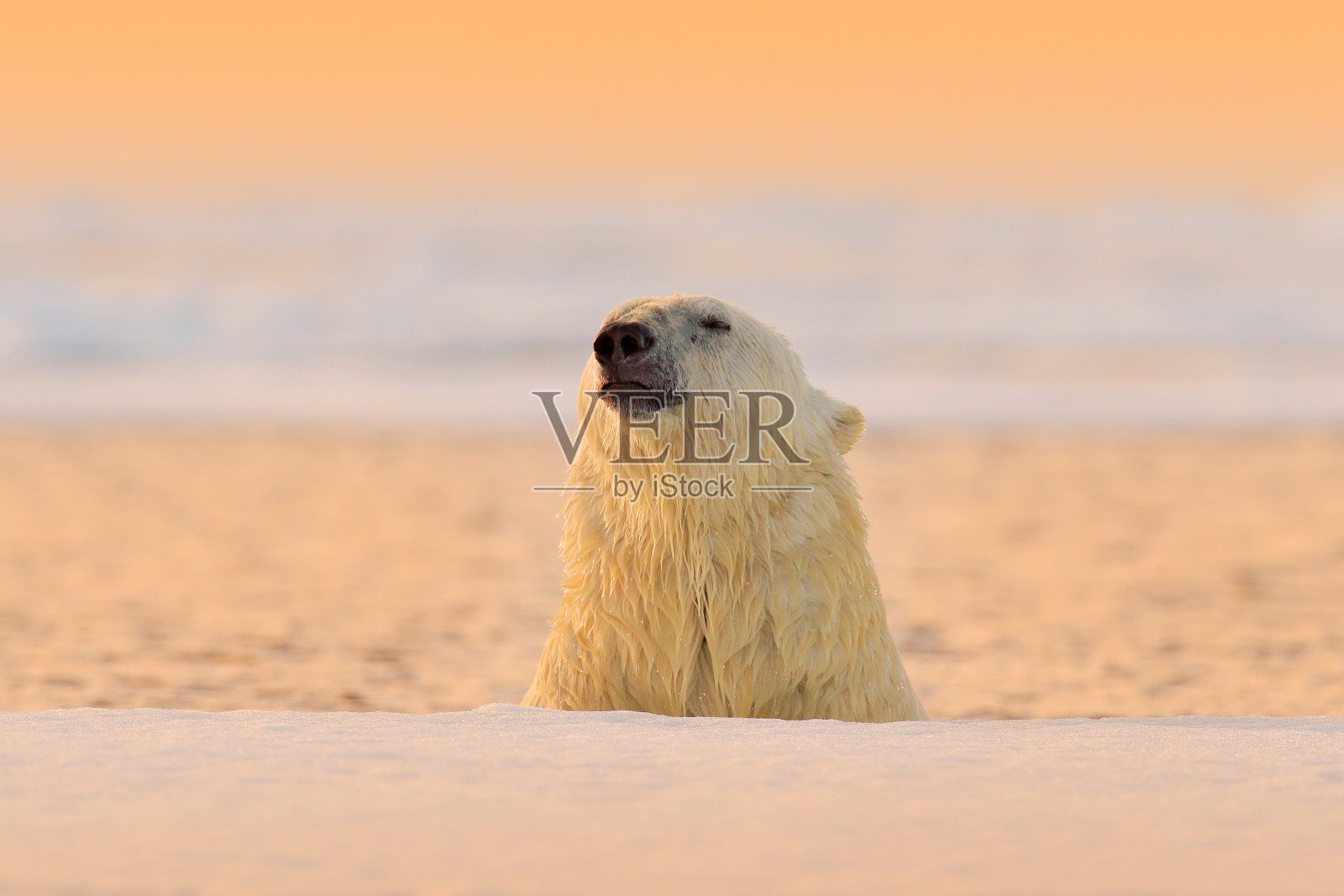 北极熊在水里游泳。挪威斯瓦尔巴特群岛自然栖息地的白色动物。傍晚日落,北极野生动物。有趣的自然形象。水中大型动物的肖像。照片摄影图片