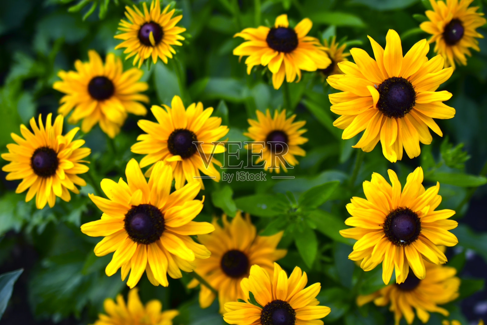 花园里的黄花是一年生的照片摄影图片