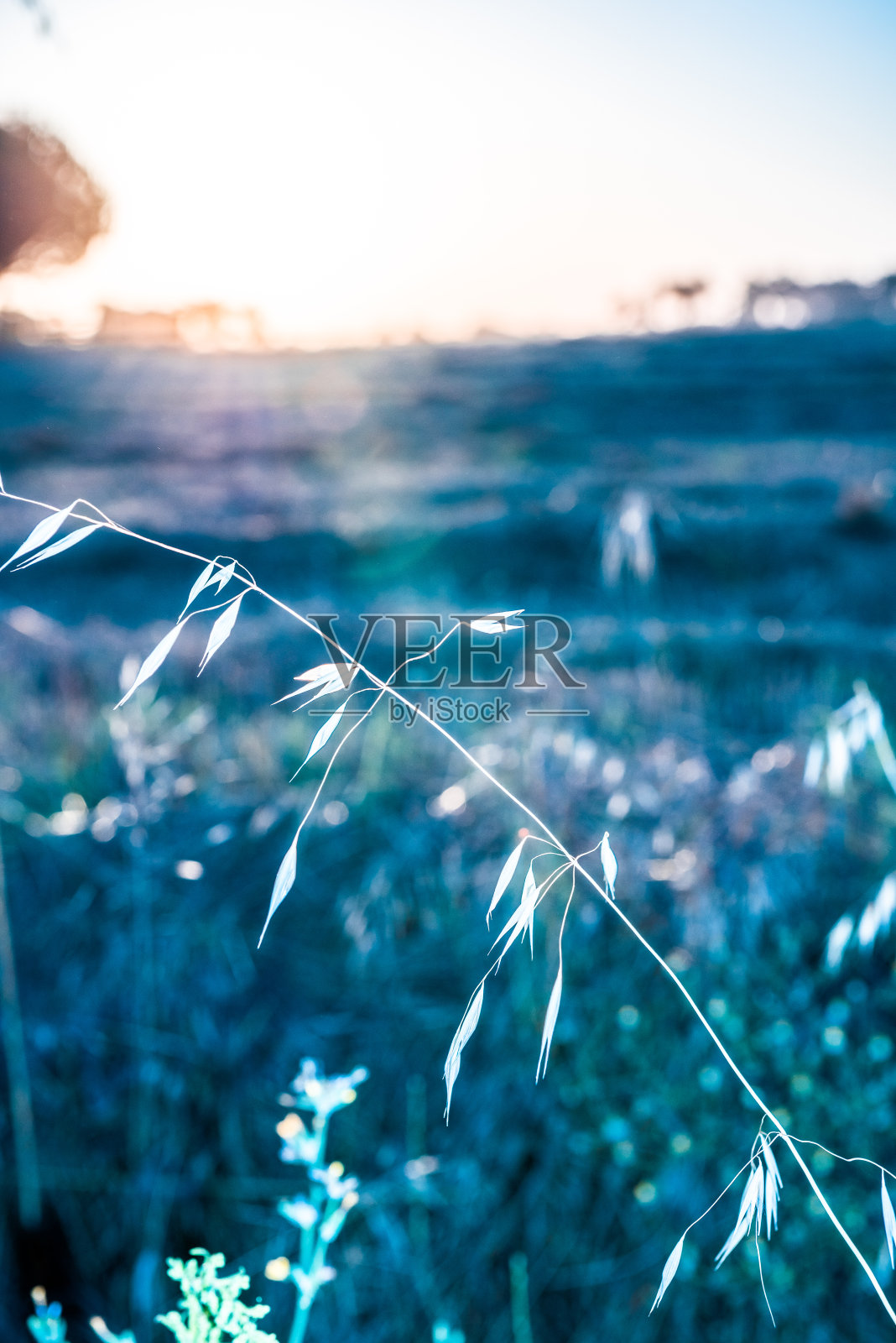 黎明在田野里。照片摄影图片