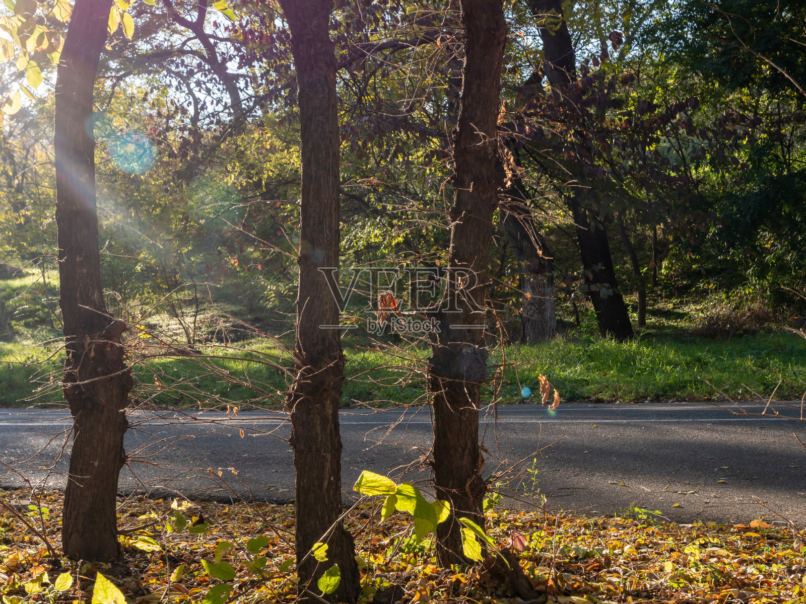 秋天的风景在阳光下。沿着人行道的树木。照片摄影图片
