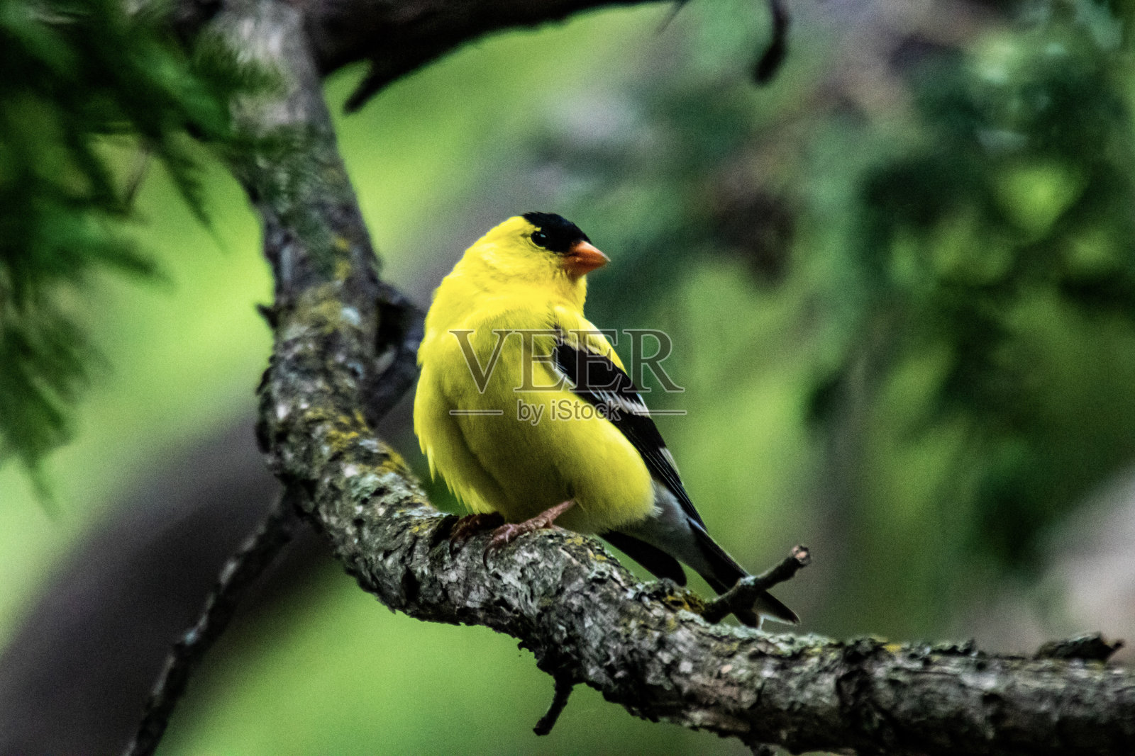 美国金翅雀11的特写照片摄影图片