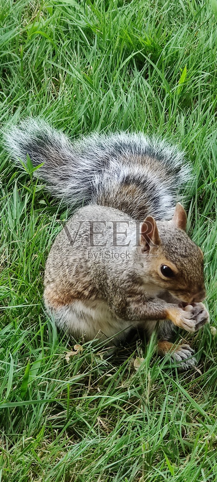 松鼠吃花生照片摄影图片