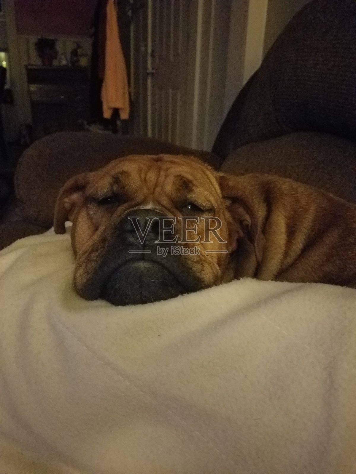 老式英国斗牛犬照片摄影图片