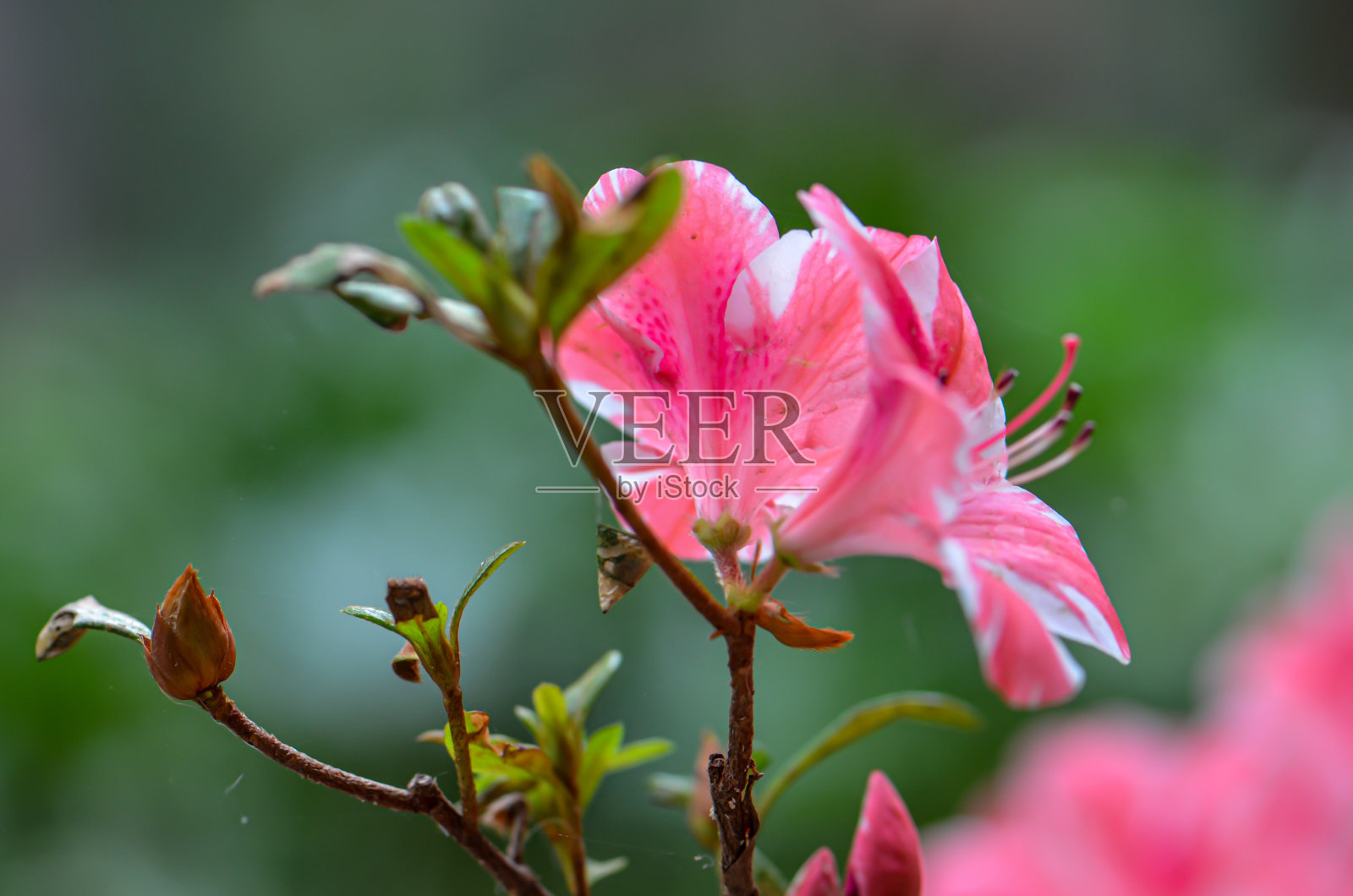 杜鹃花近距离自然摄影。模糊的绿色背景和粉红色的花朵,自然环境缩放纹理植物软焦点。照片摄影图片
