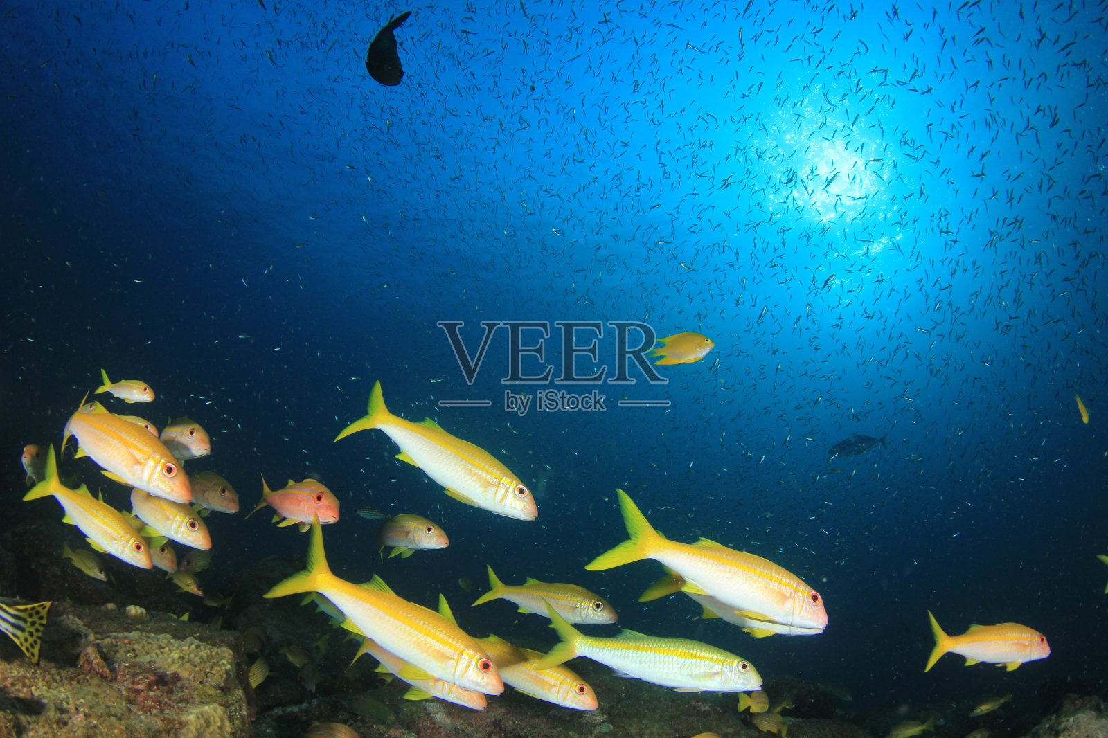 鱼在珊瑚礁上方的海洋中成群游动照片摄影图片