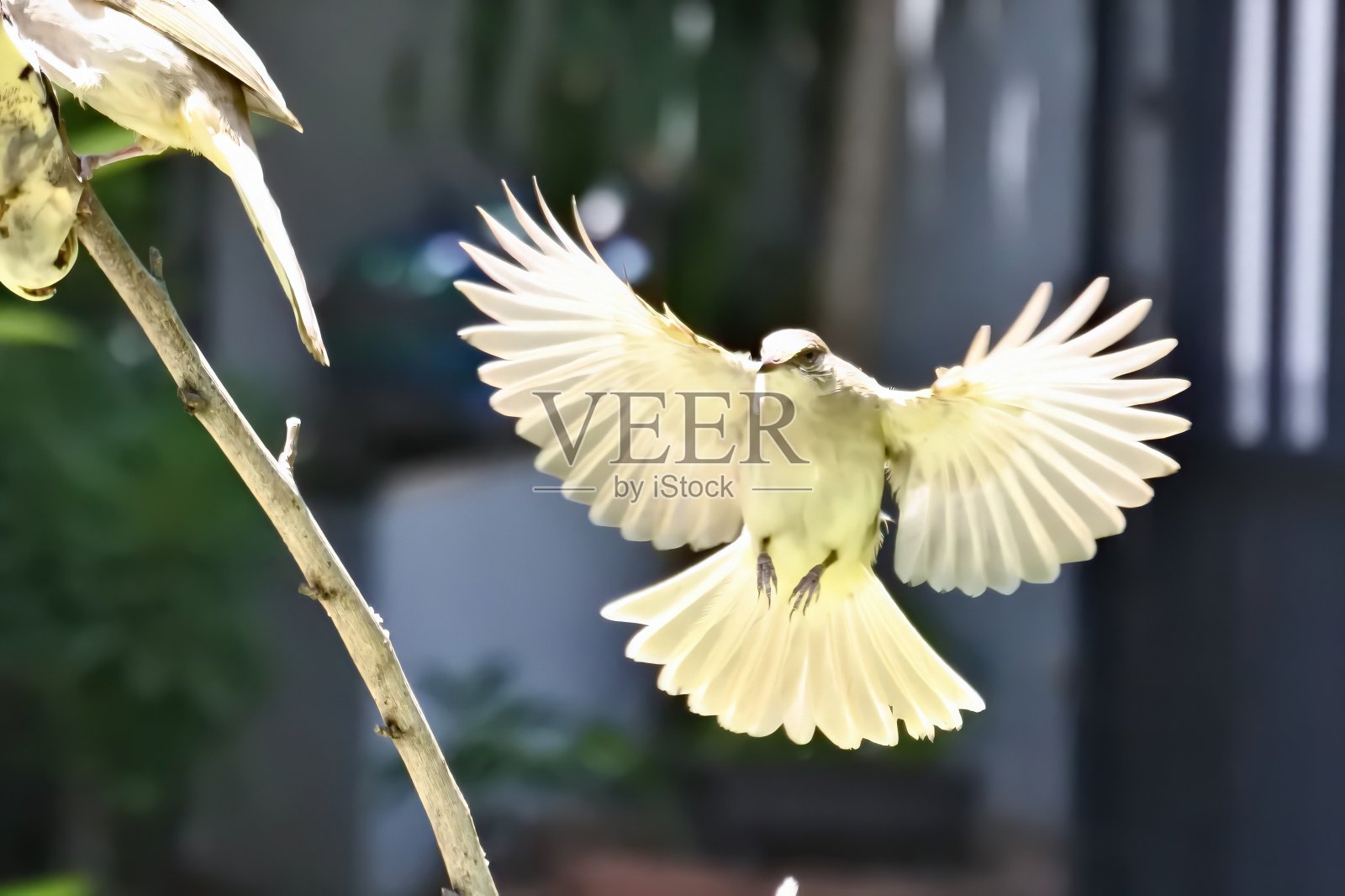 行动的动物照片摄影图片