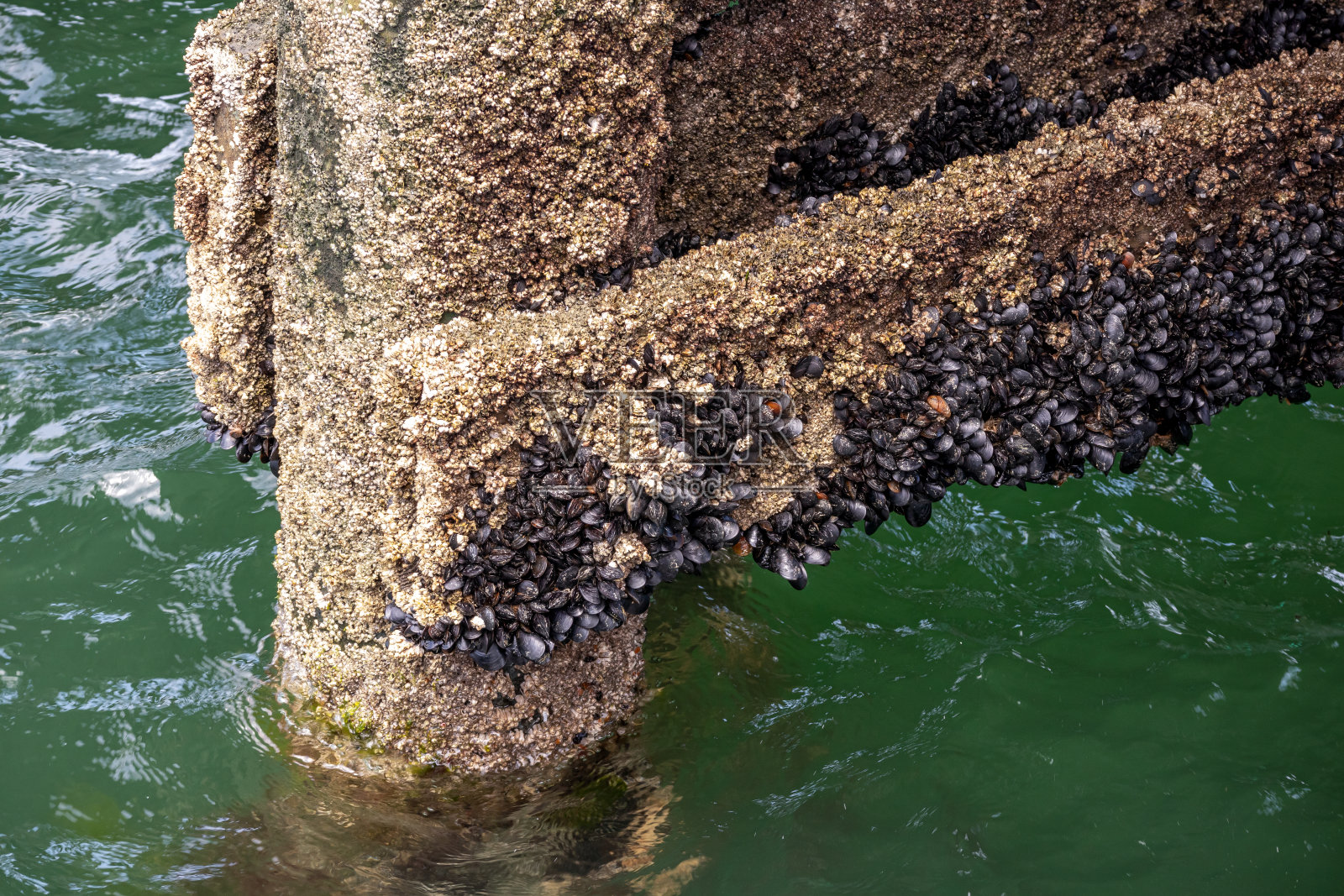 覆盖着贝壳和藤壶的码头桩照片摄影图片