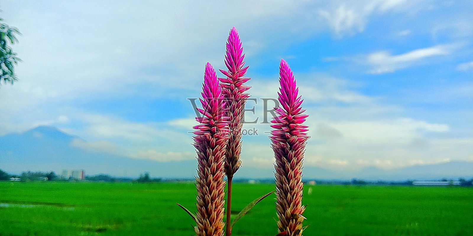 近距离观察开花植物照片摄影图片