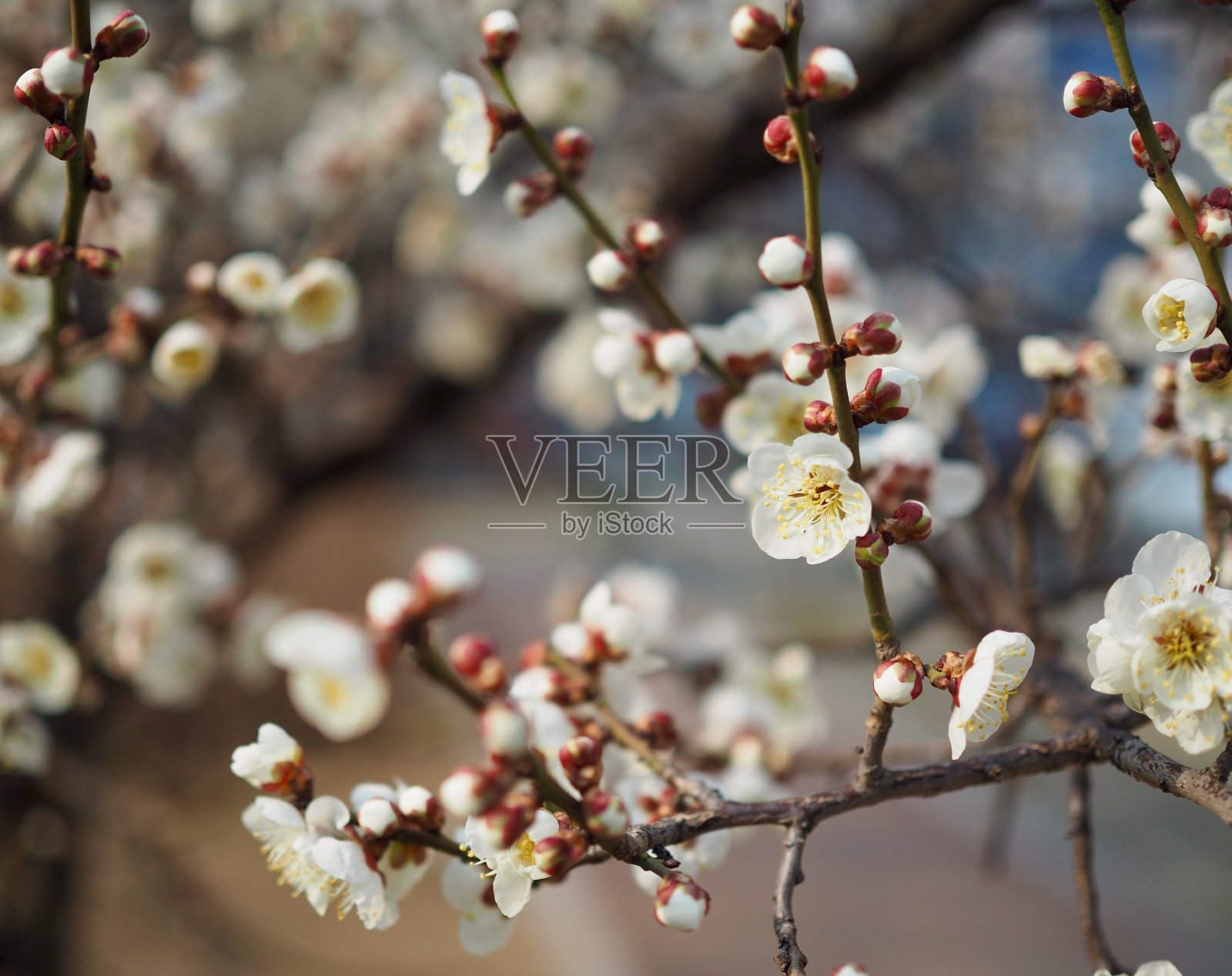 韩国的樱花风景照片摄影图片