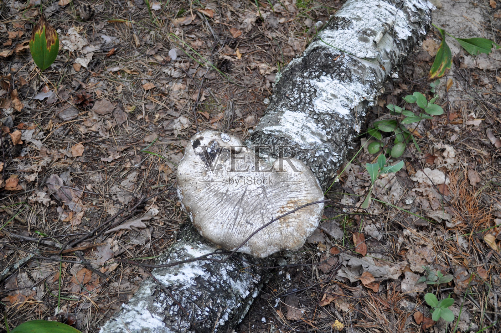 野生绿色森林。森林景观有树木、蘑菇。照片摄影图片