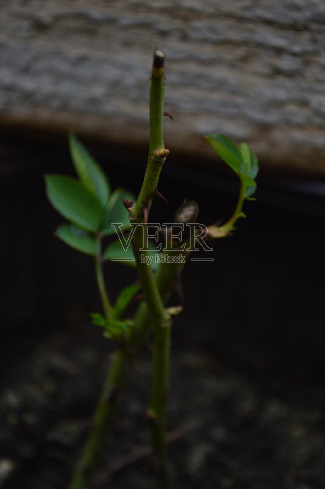 通过插枝繁殖玫瑰照片摄影图片