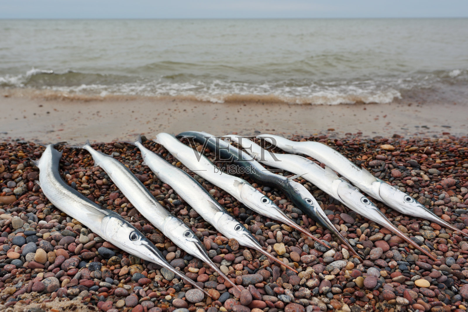 加菲鱼,在波罗的海海岸捕获照片摄影图片