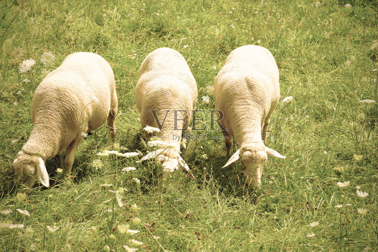 在德国放牧的羊群照片摄影图片