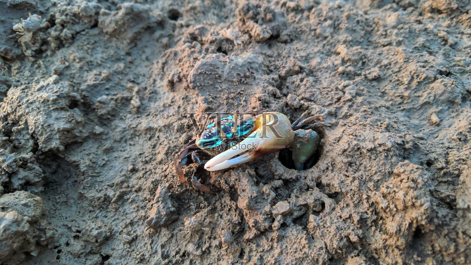近距离观察住在泥里的螃蟹照片摄影图片