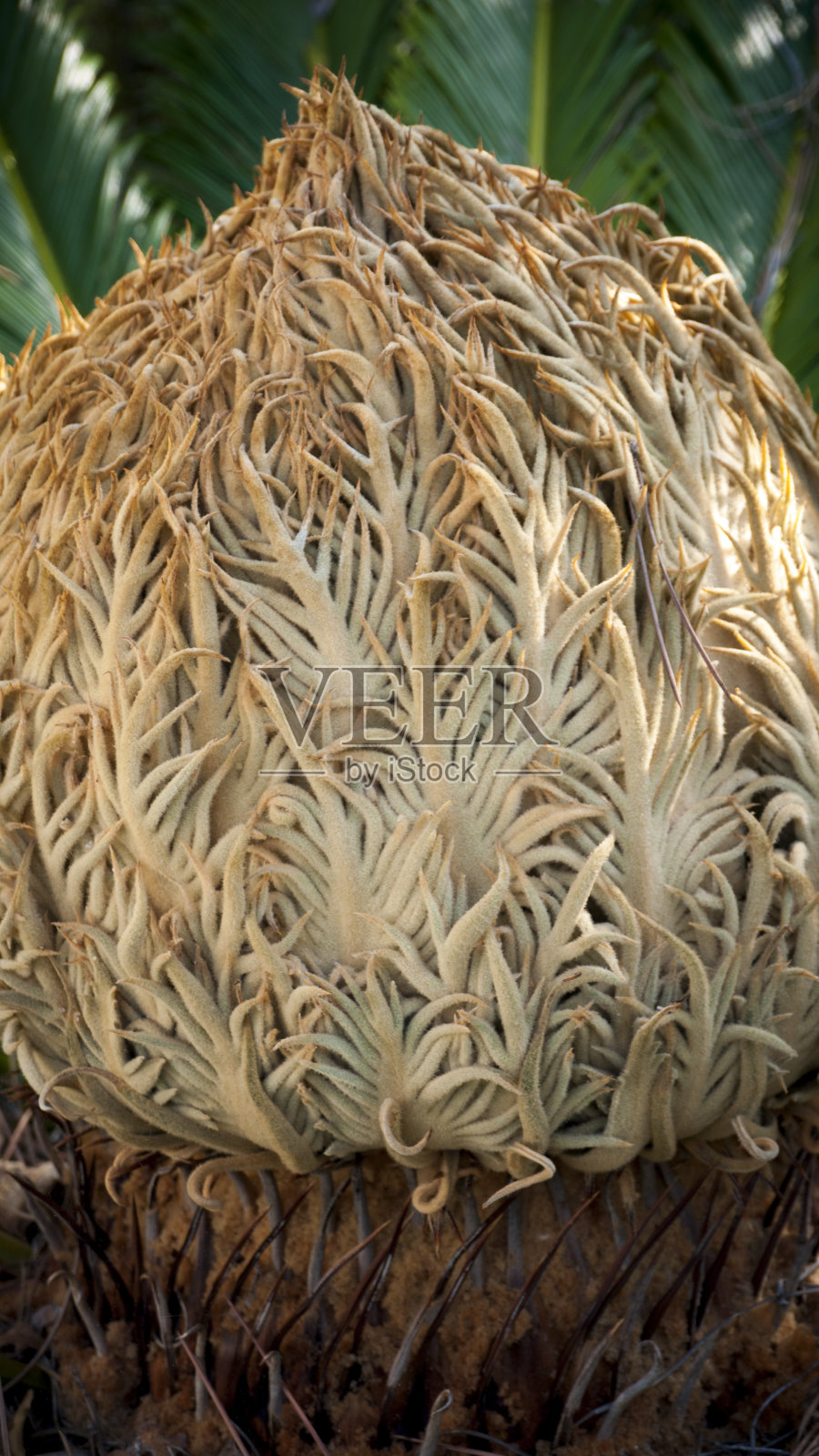 植物的高角度视图照片摄影图片