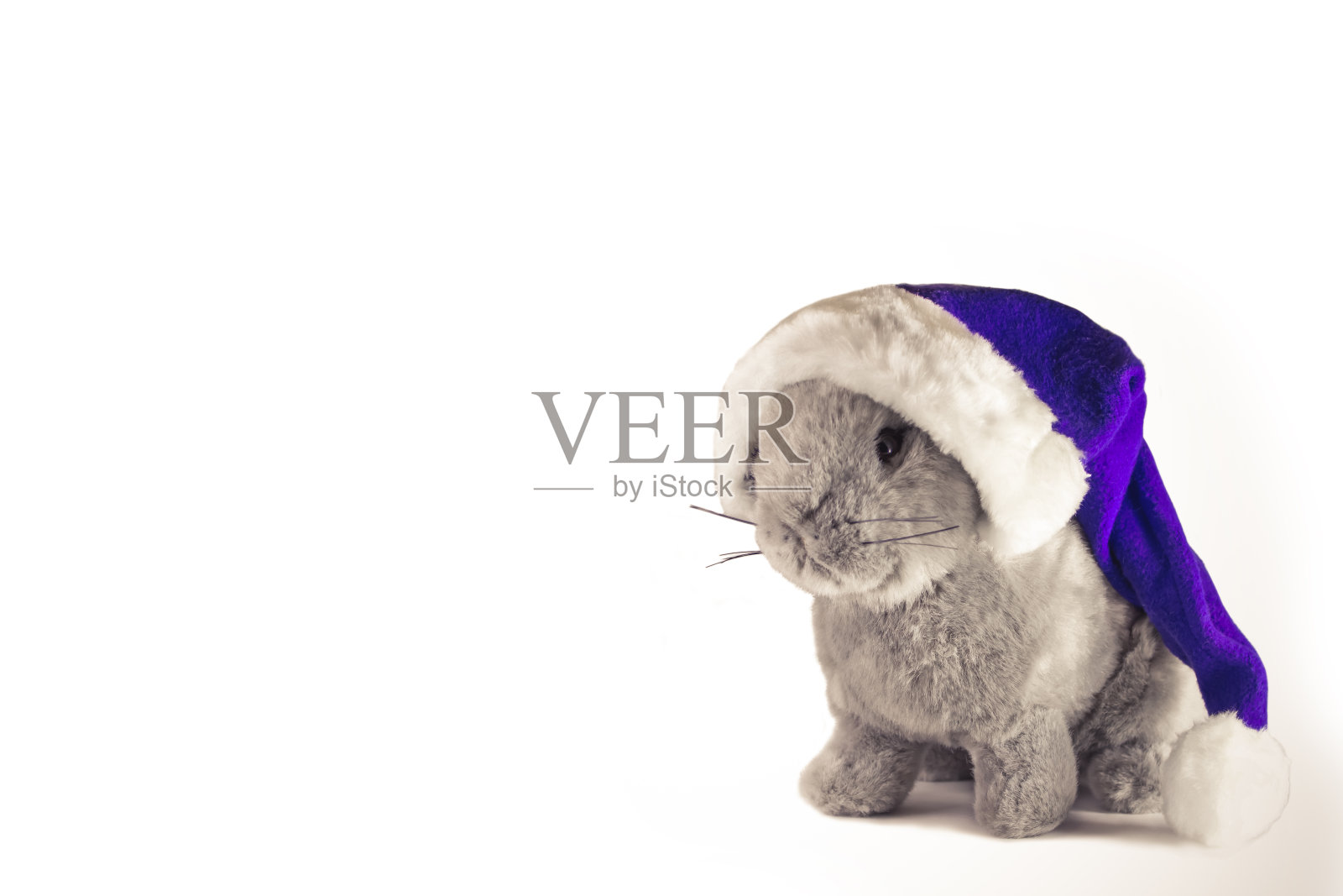 圣诞兔子在圣诞老人的帽子孤立在白色的背景。寒假主题。2021年新年快乐。空间的文本。照片摄影图片