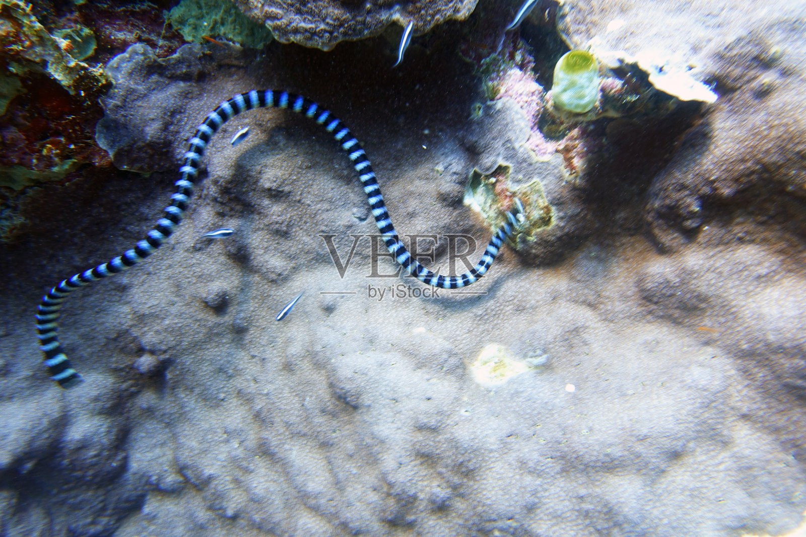 带状海蛇照片摄影图片