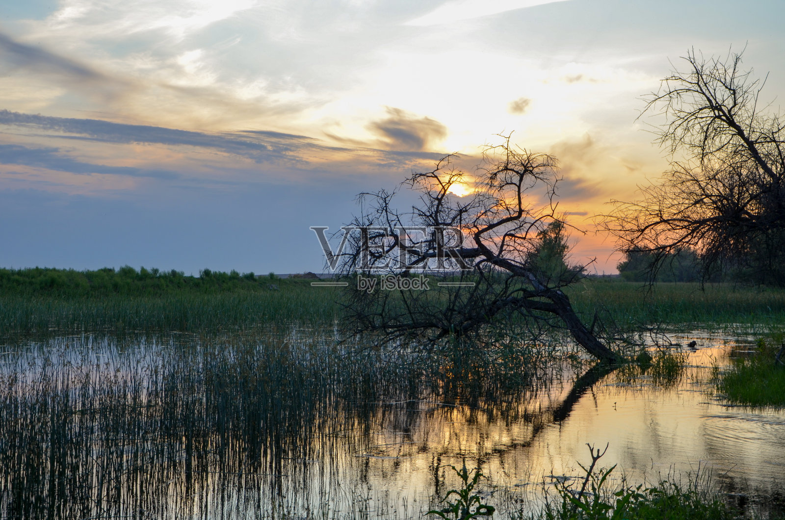 一棵树的剪影在中空的水在黄昏日落照片摄影图片