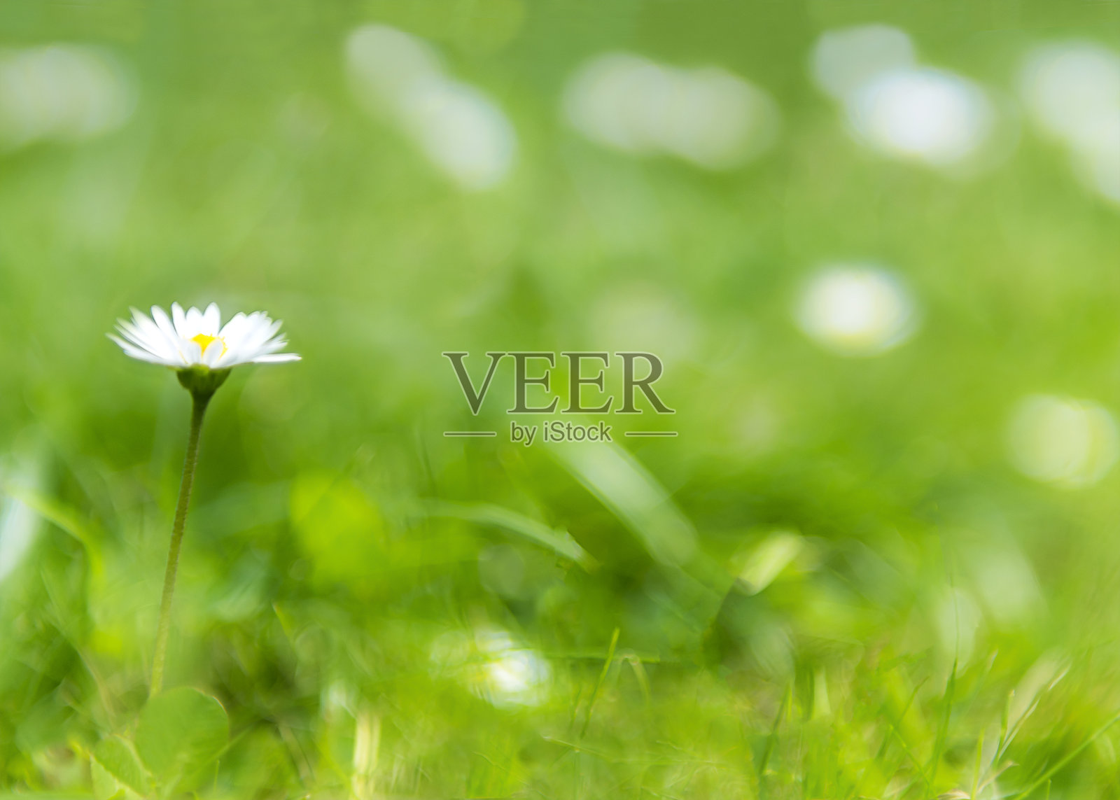 翠绿的背景下是雏菊照片摄影图片