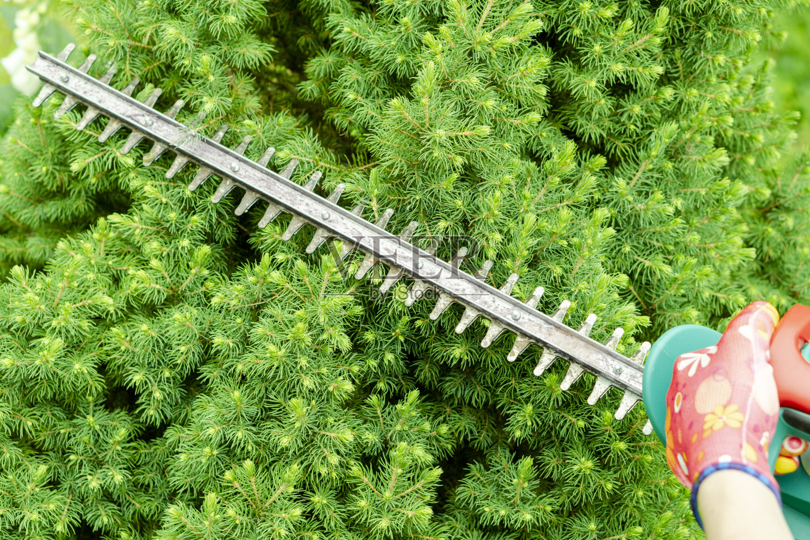 季节性修剪树木与修剪剪。女园丁手在保护手套修剪树叶与修剪剪刀。用花园剪刀打理花园。剪树枝照片摄影图片