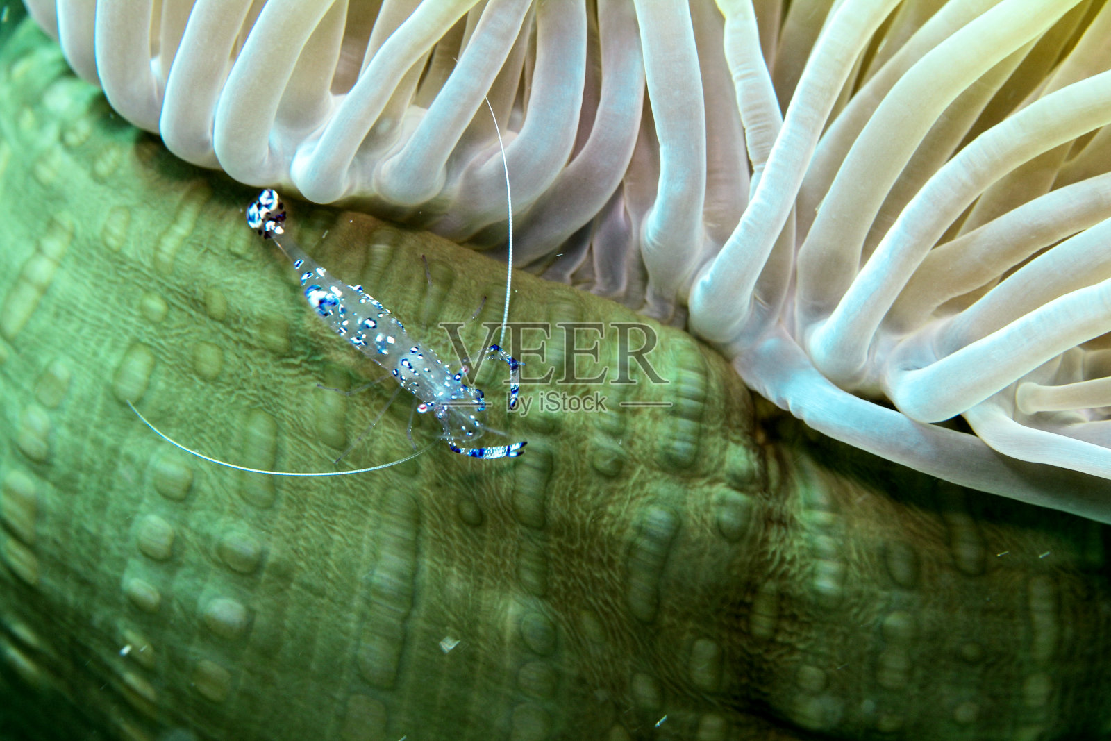 虾,水下,照片摄影图片