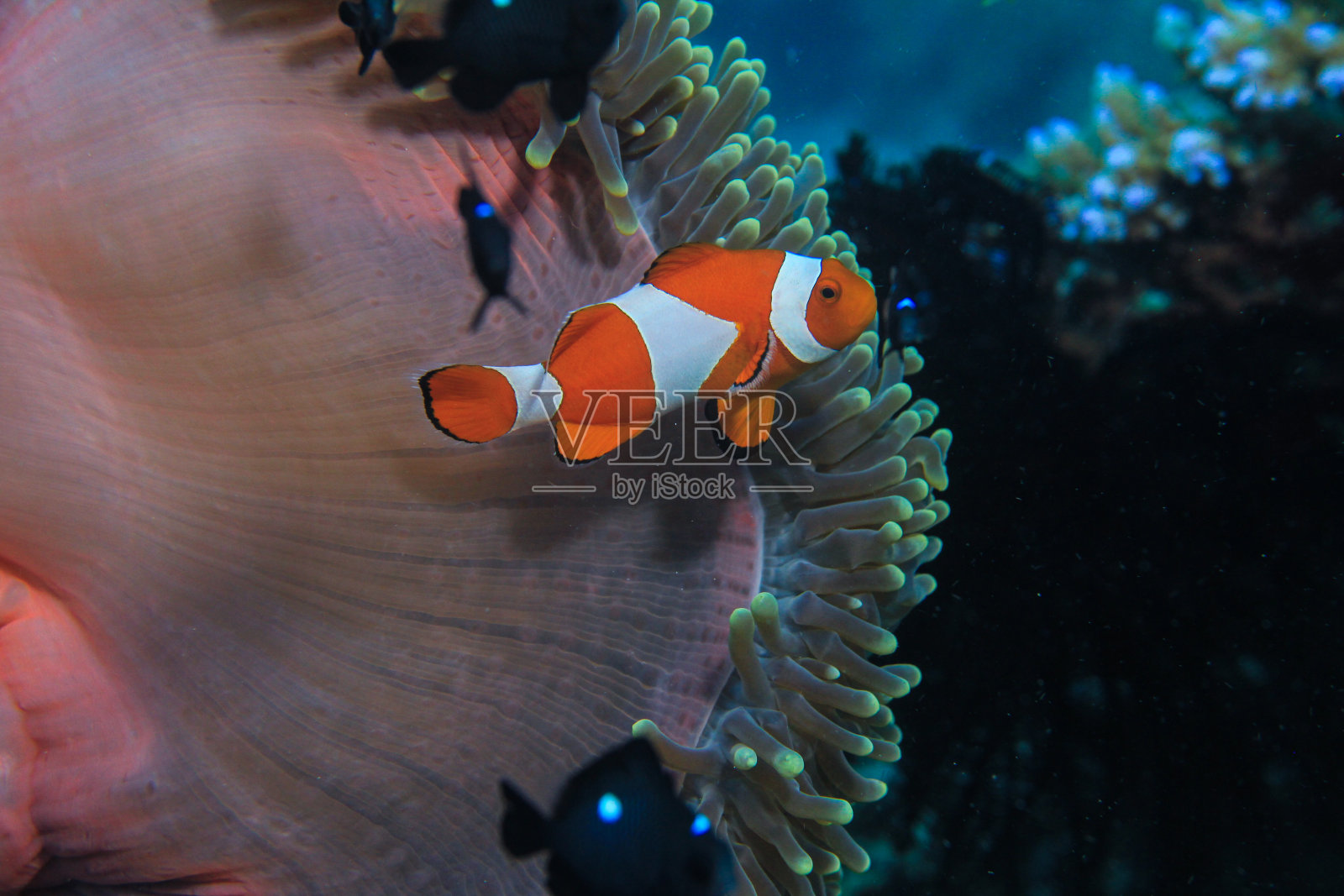 热带咸水珊瑚园中的小丑鱼、海葵鱼照片摄影图片