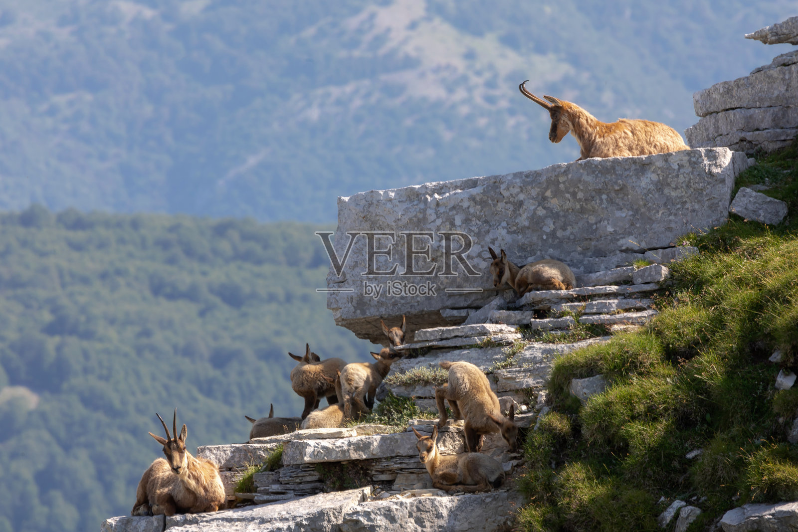 山顶上的野生岩羚羊。Rupicapra pyrenaica这种照片摄影图片
