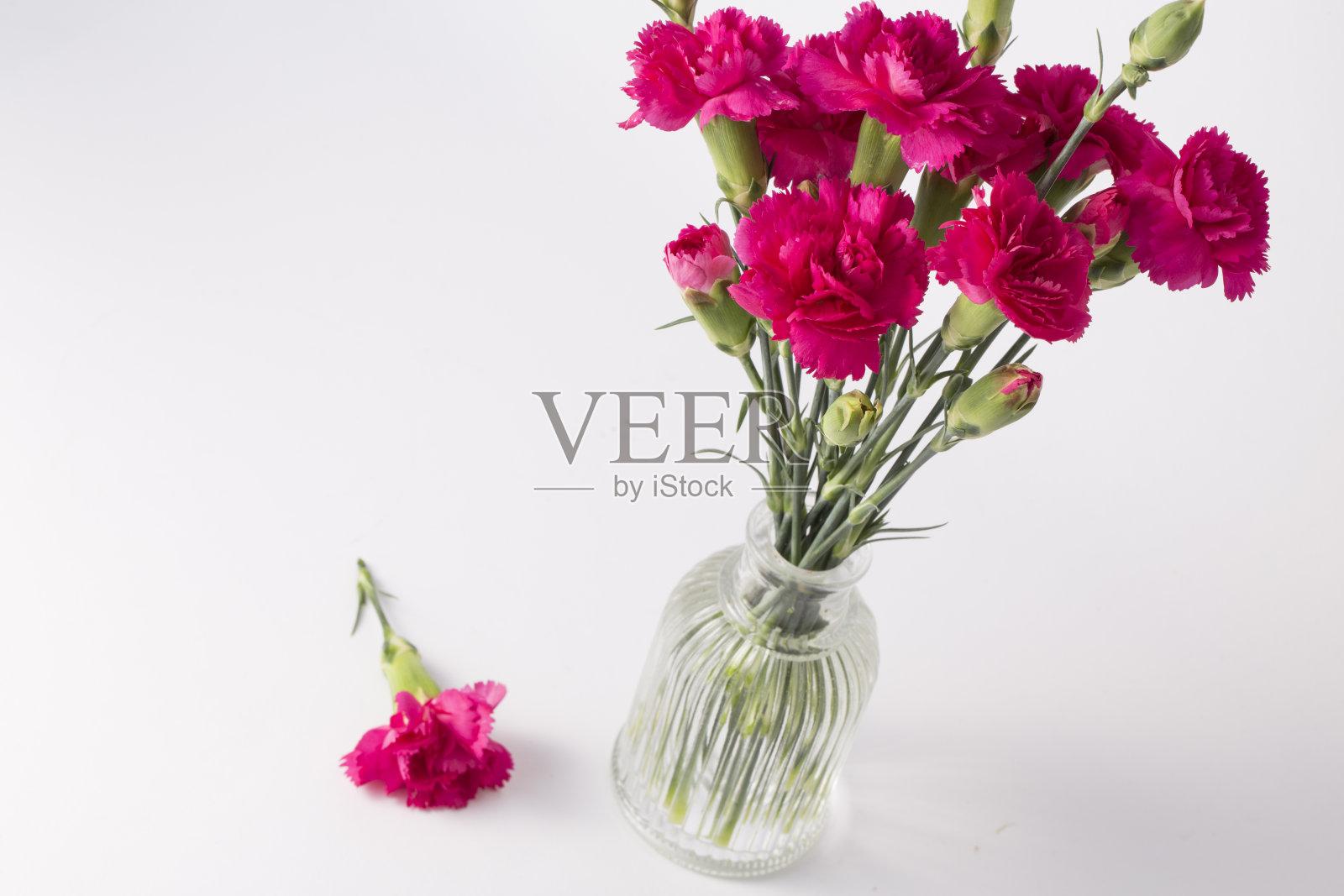 美丽的粉红色康乃馨花孤立在白色的背景。照片摄影图片