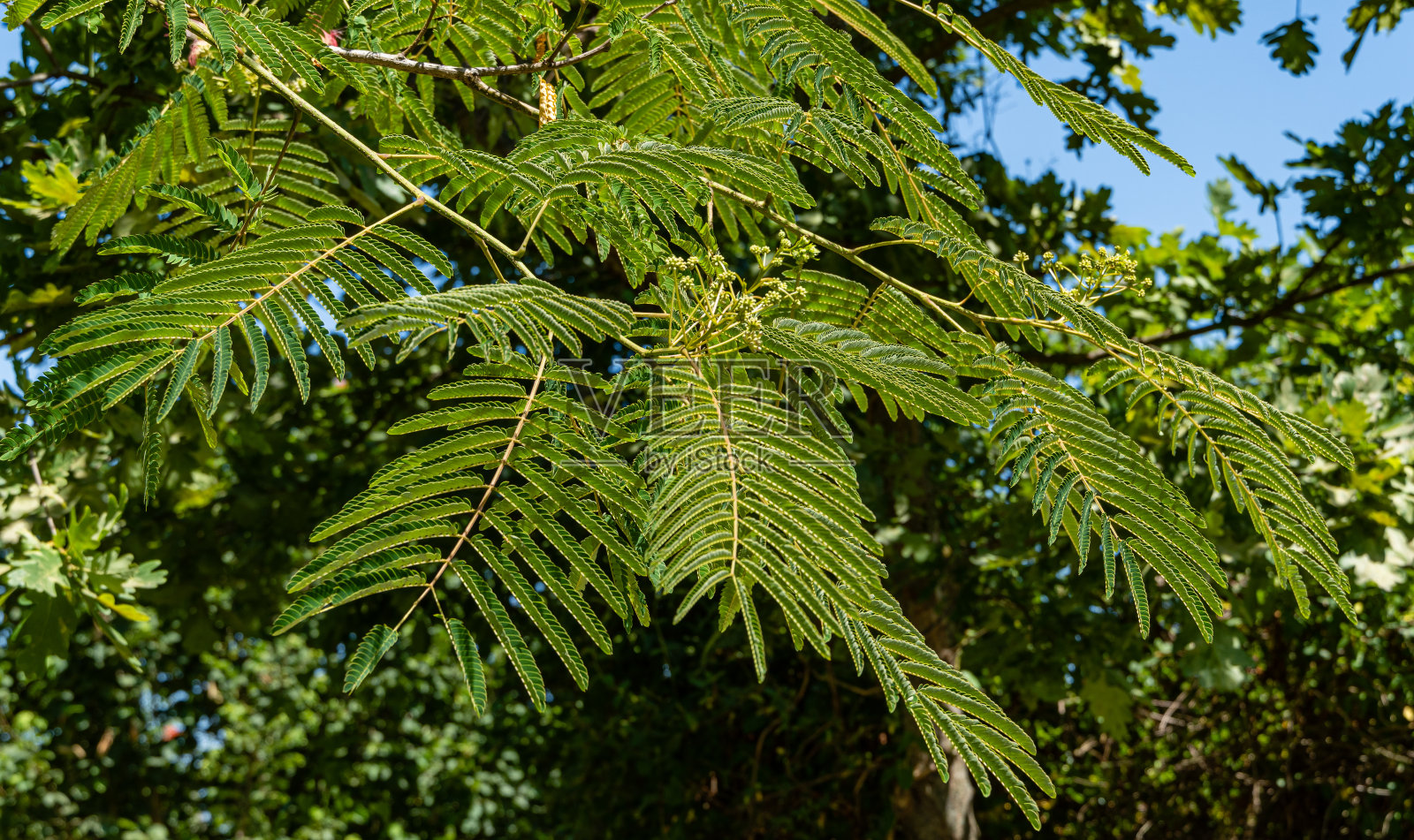 合欢属波斯蚕丝科或粉蚕丝科。美丽的相思树叶刻在枝头。特写镜头。轻松的假期和爱的氛围。设计的自然概念。照片摄影图片
