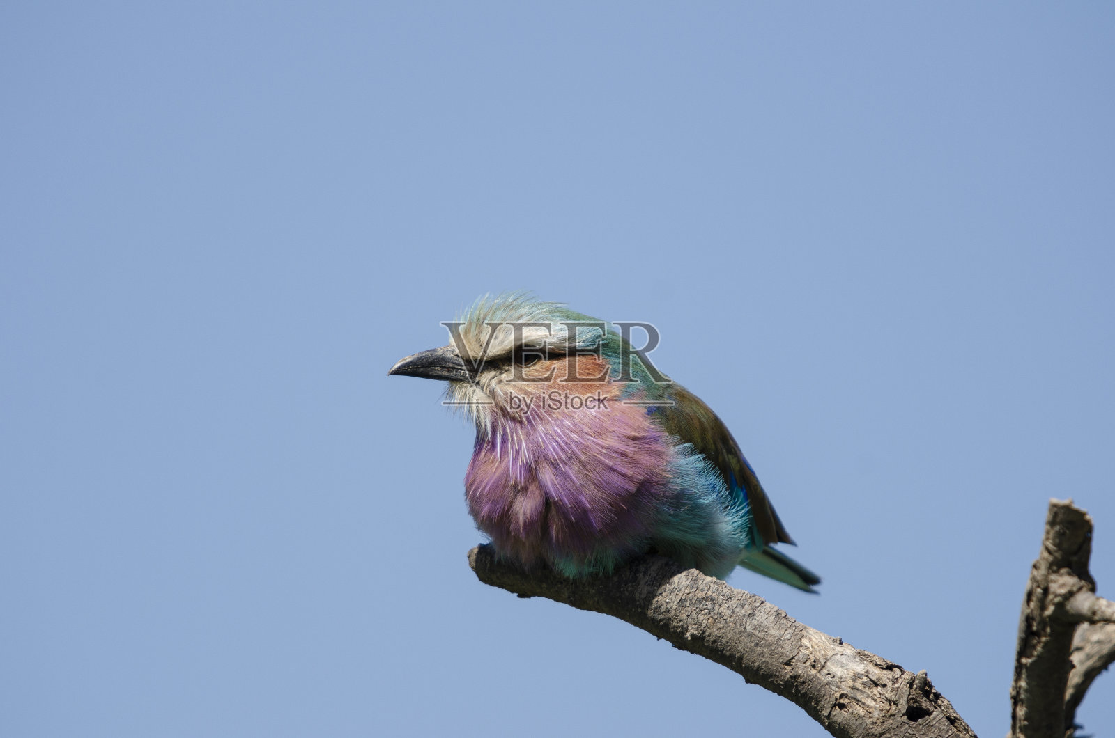 非洲坦桑尼亚的丁香花滚轴照片摄影图片
