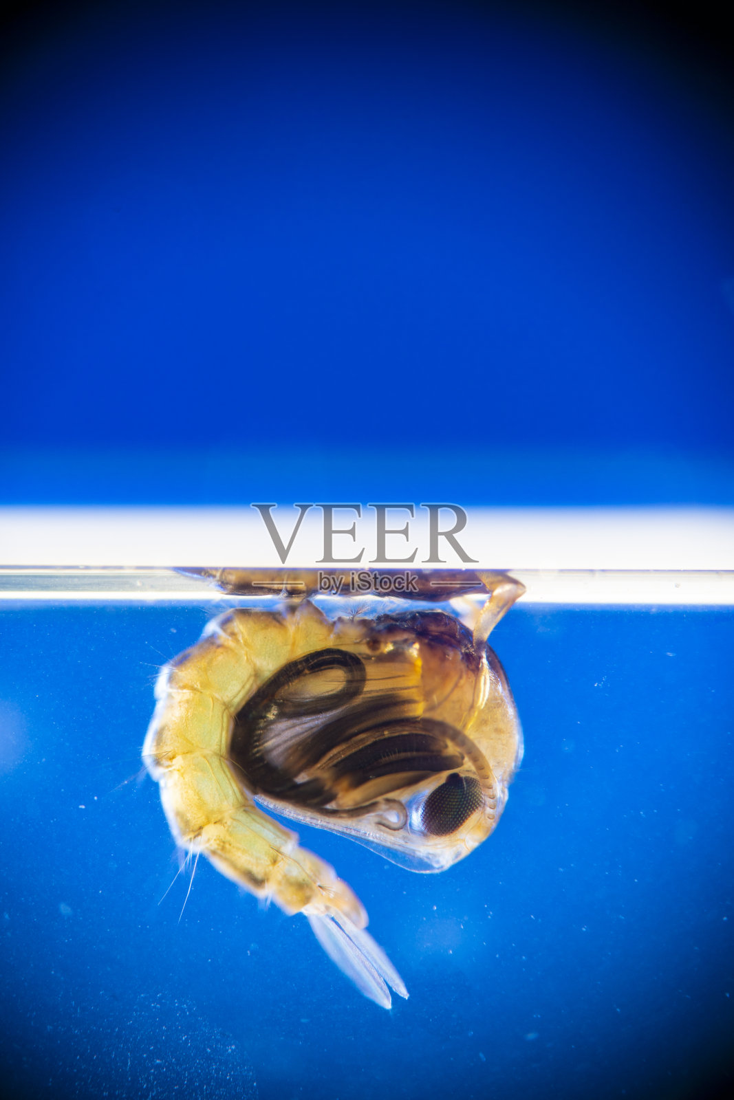 蛹尖音库蚊照片摄影图片